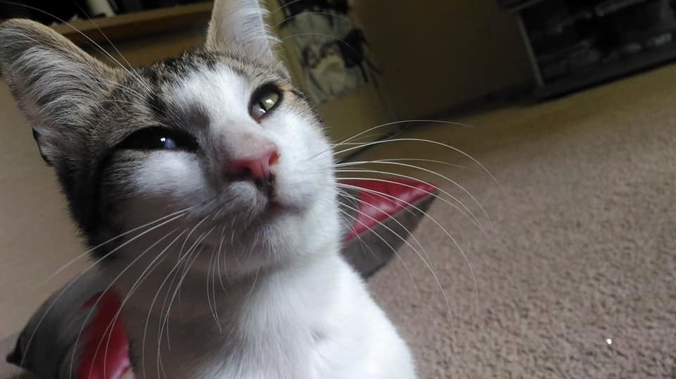 Just Adopted and Proud of It.