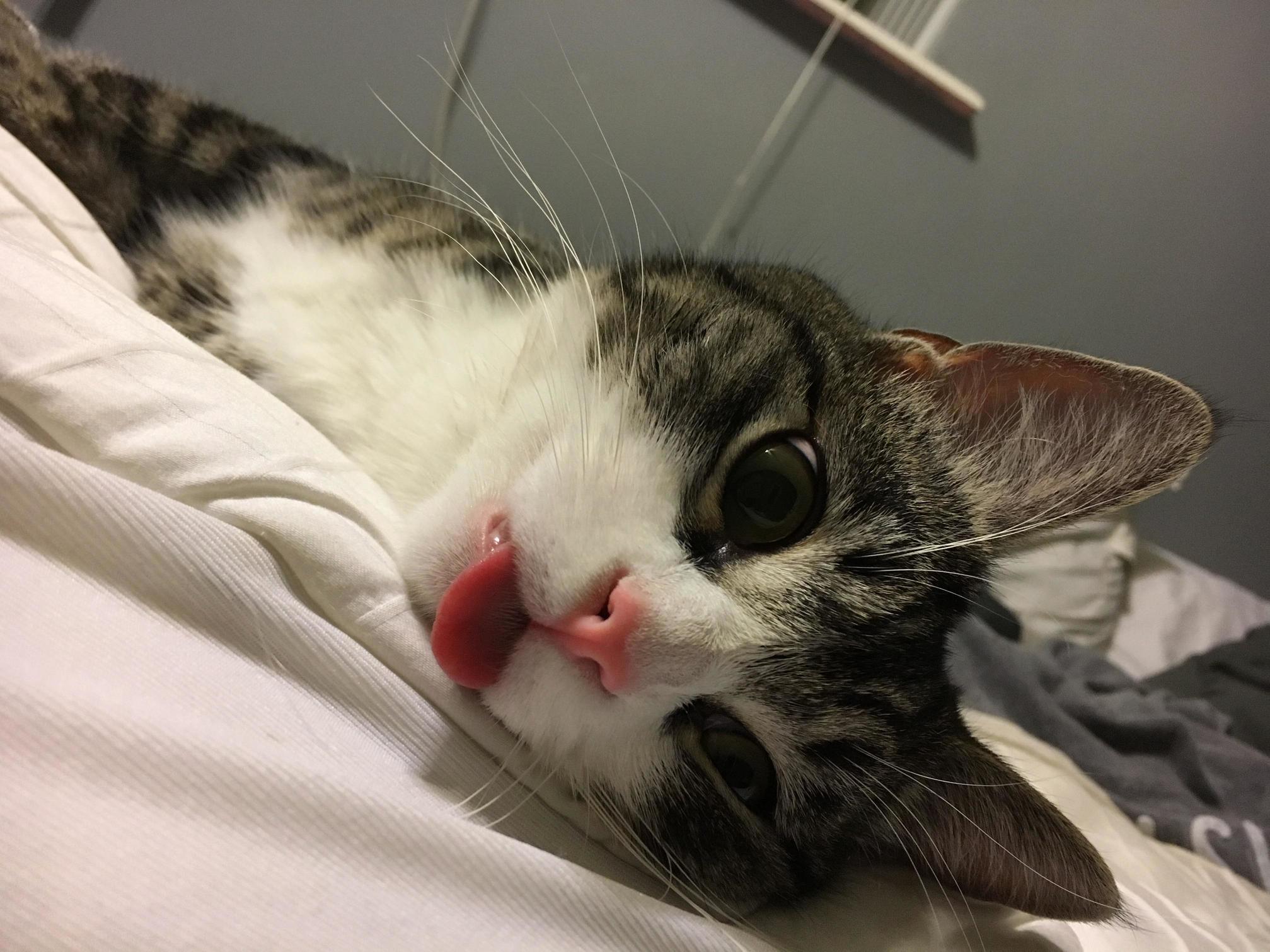 Just Have to Share This Picture of My Sweet Kitten. His Name Is Khoshekh