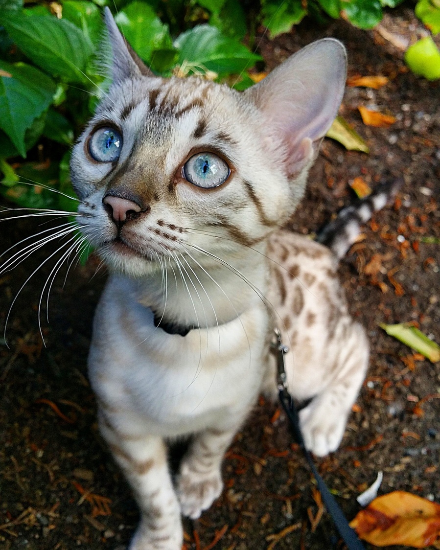 Khaleesi in the Woods.