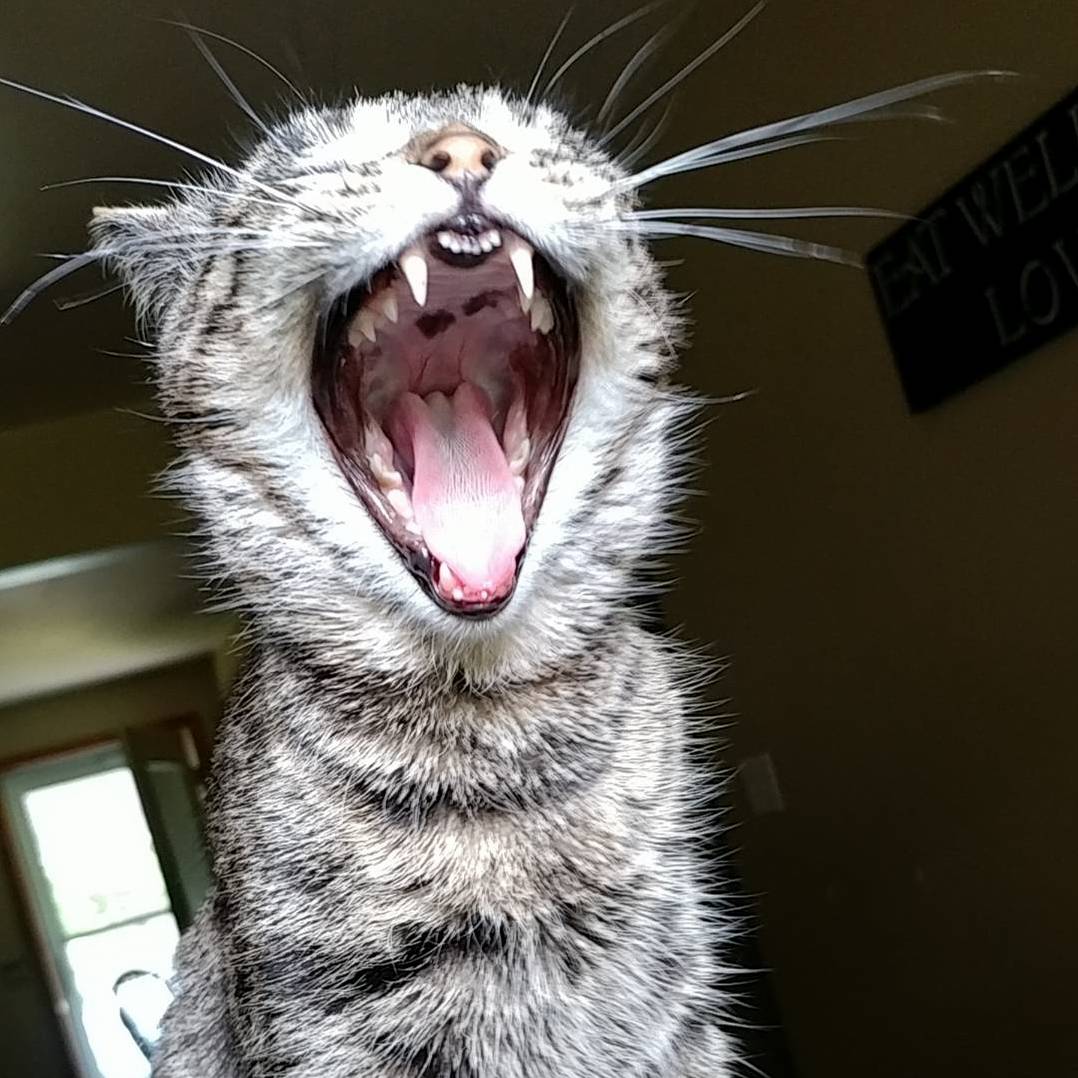 Kikyo Says Meow