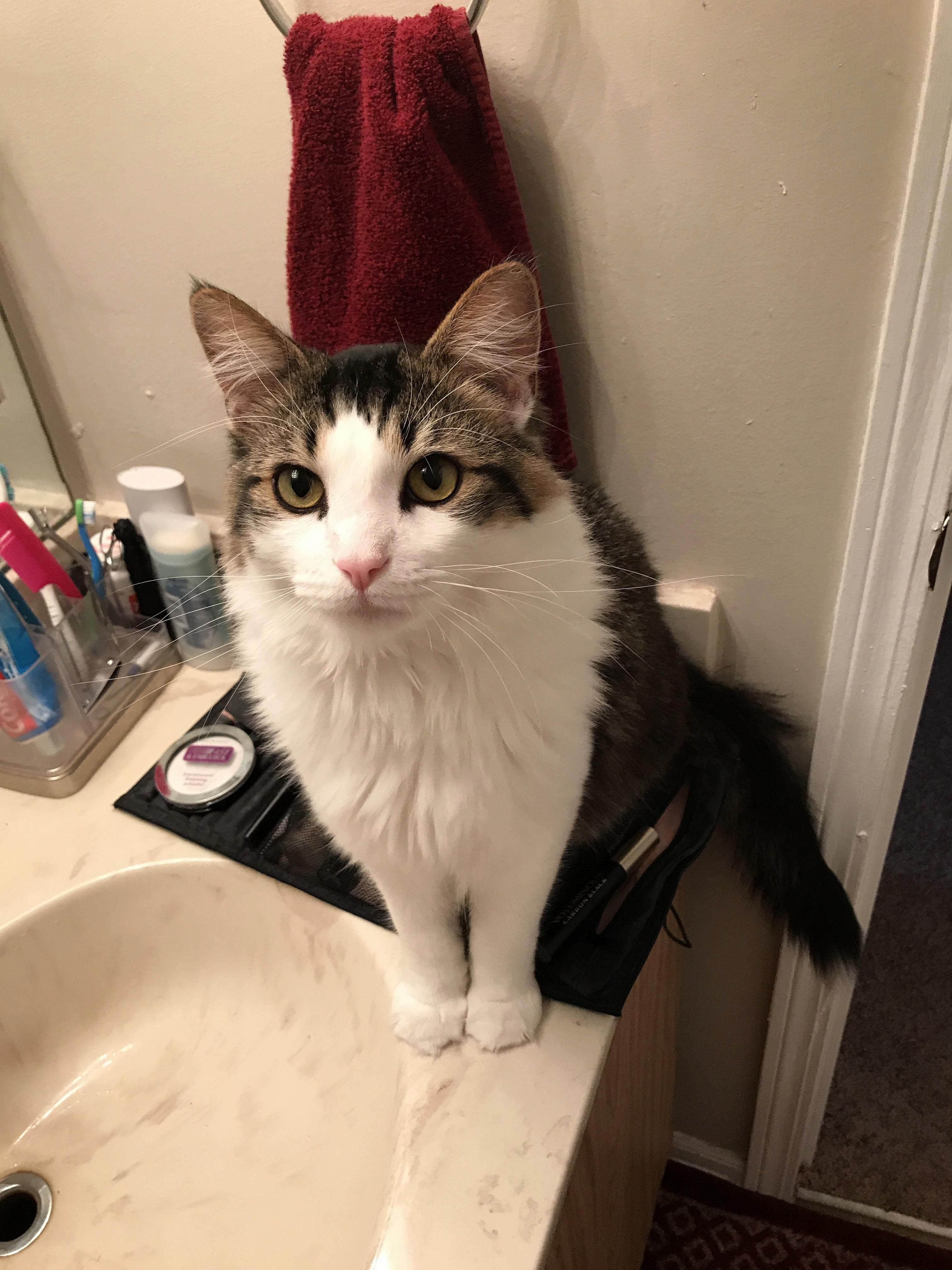 King Henry Helping Me with My Morning Routine by Sitting in My Makeup Case.