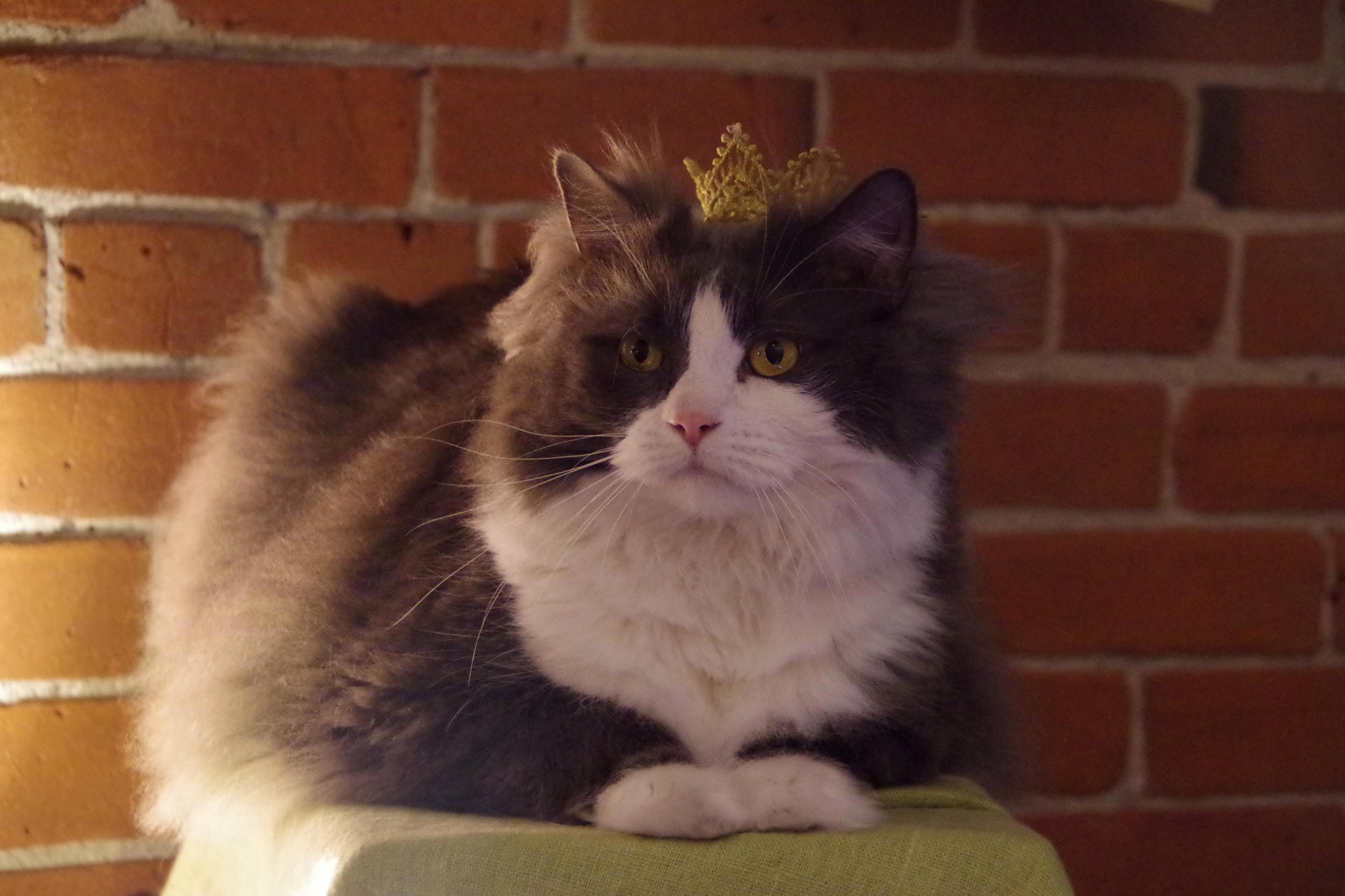 King Kong Sitting on His Throne Les Cafe Des Chats Montr Al