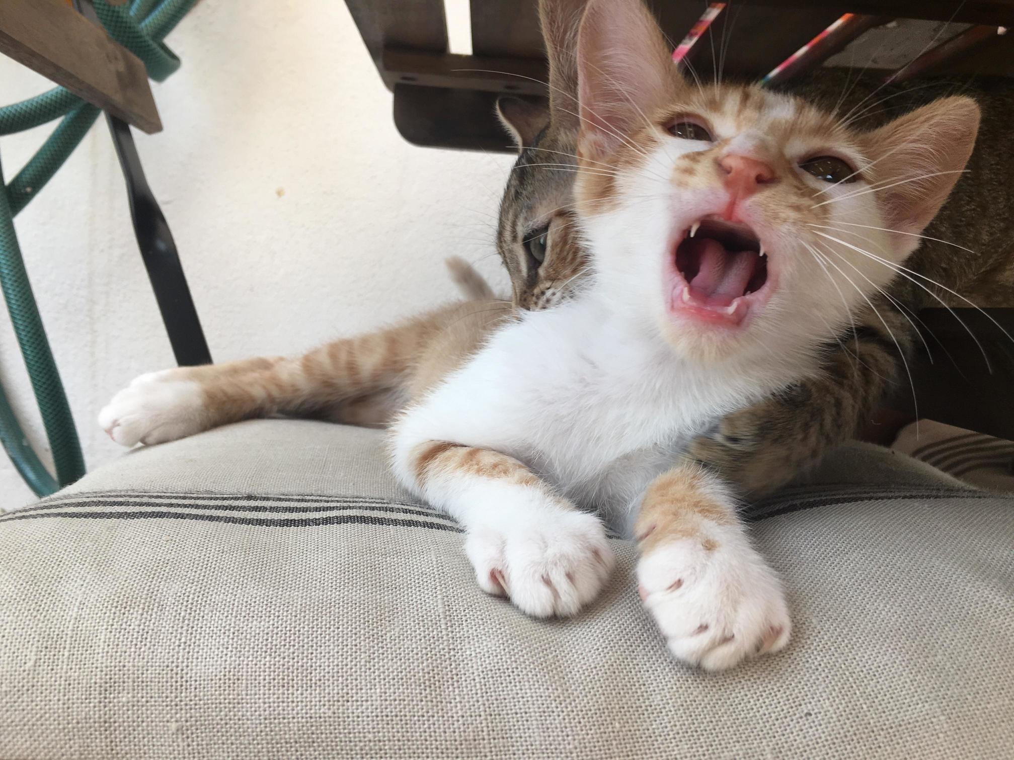Kit Sister Is Being a Little Predator