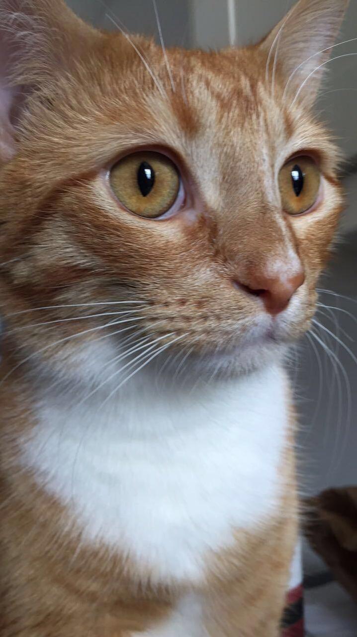 Kitty Close Up