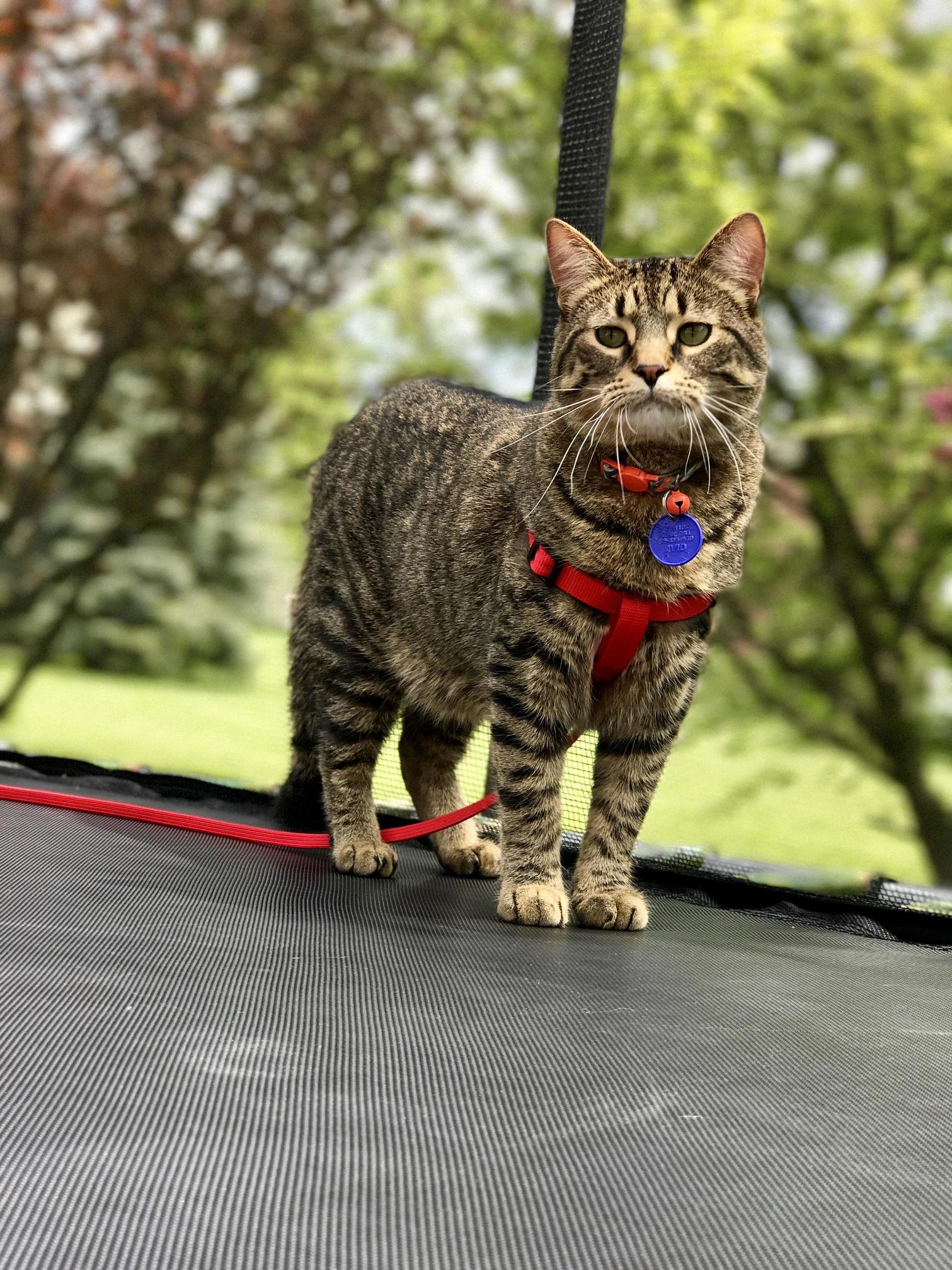 Kitty on a Leash