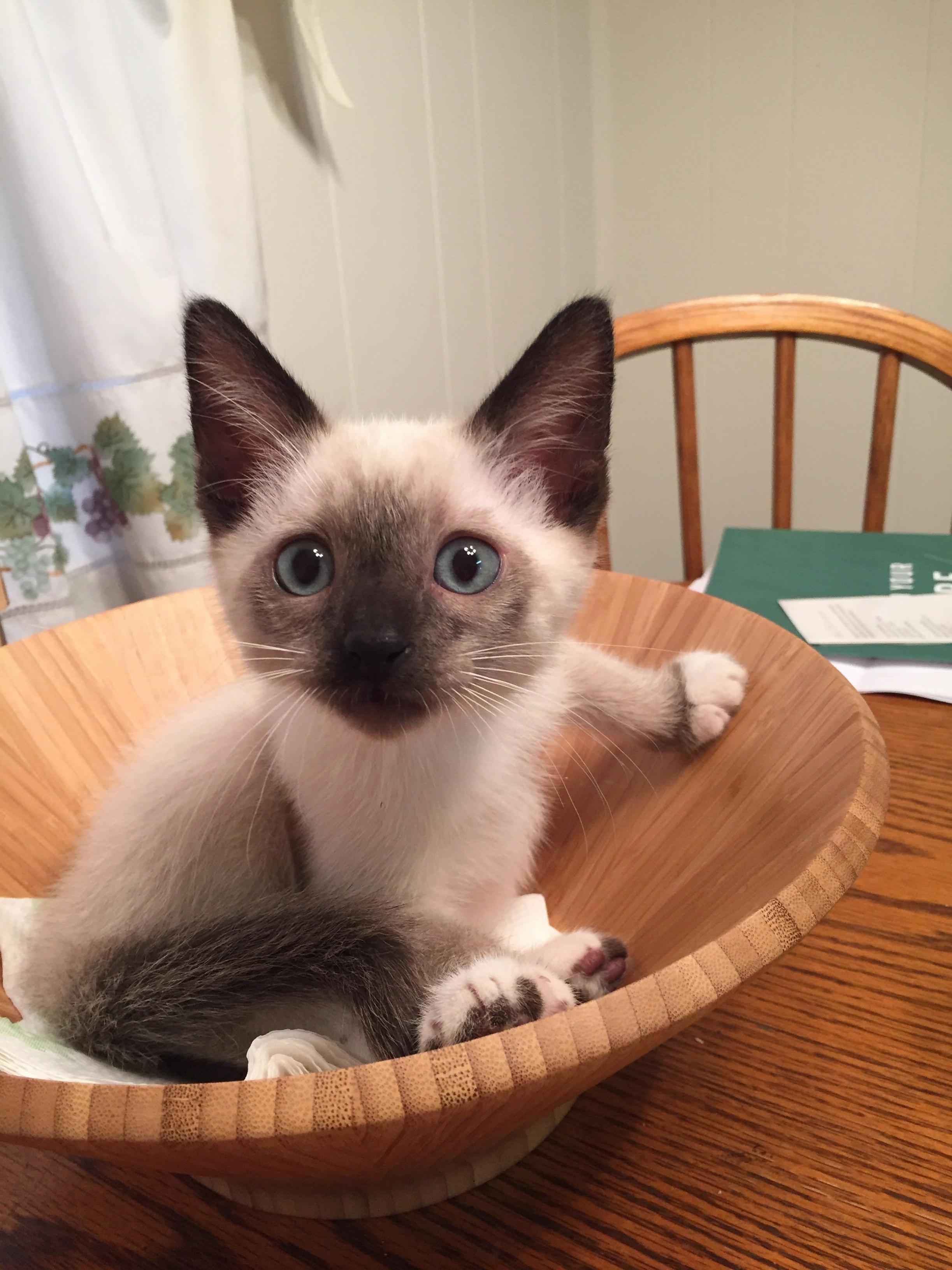 Kitty Salad