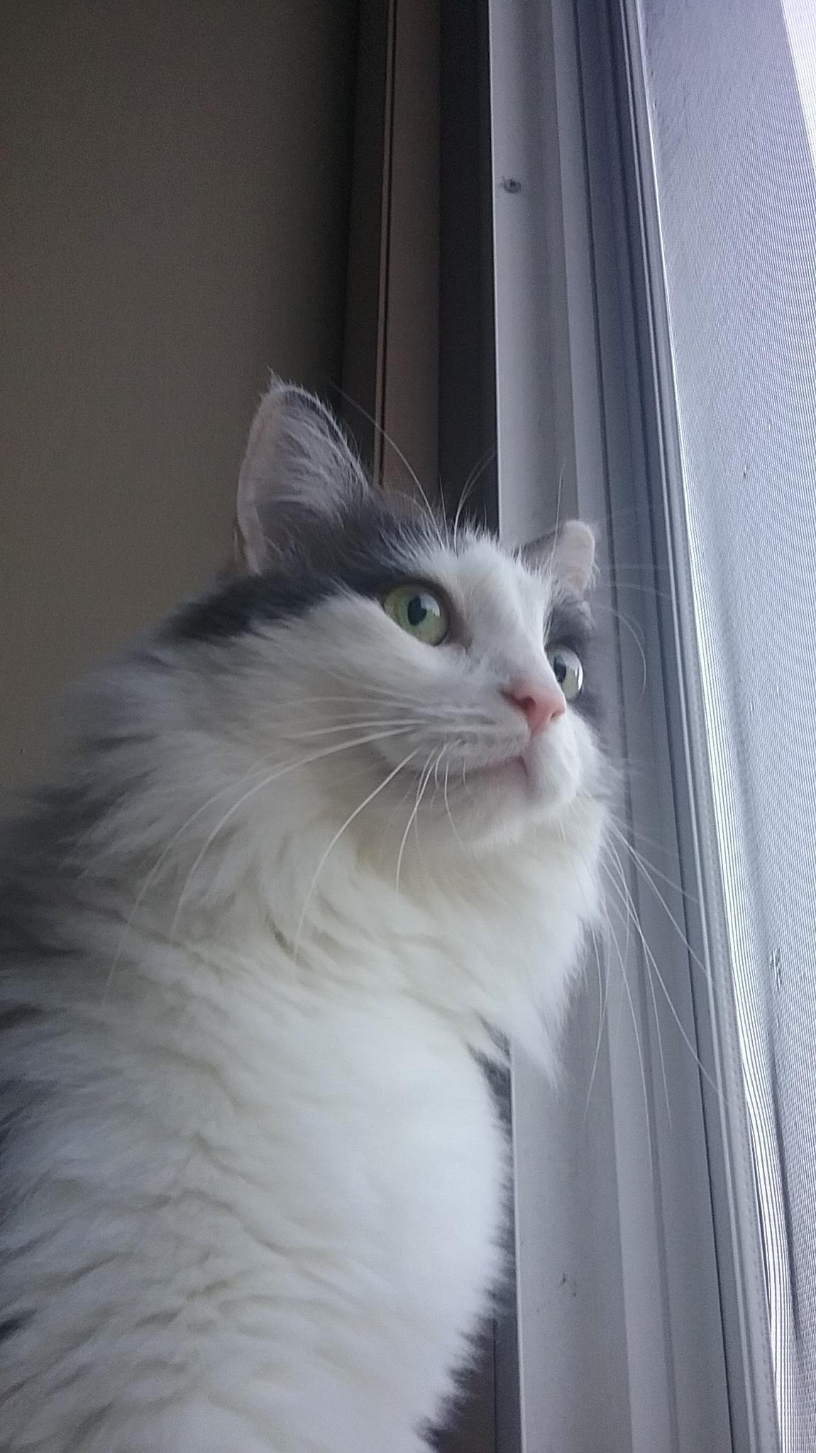 Kizzy Loves Looking Out the Window
