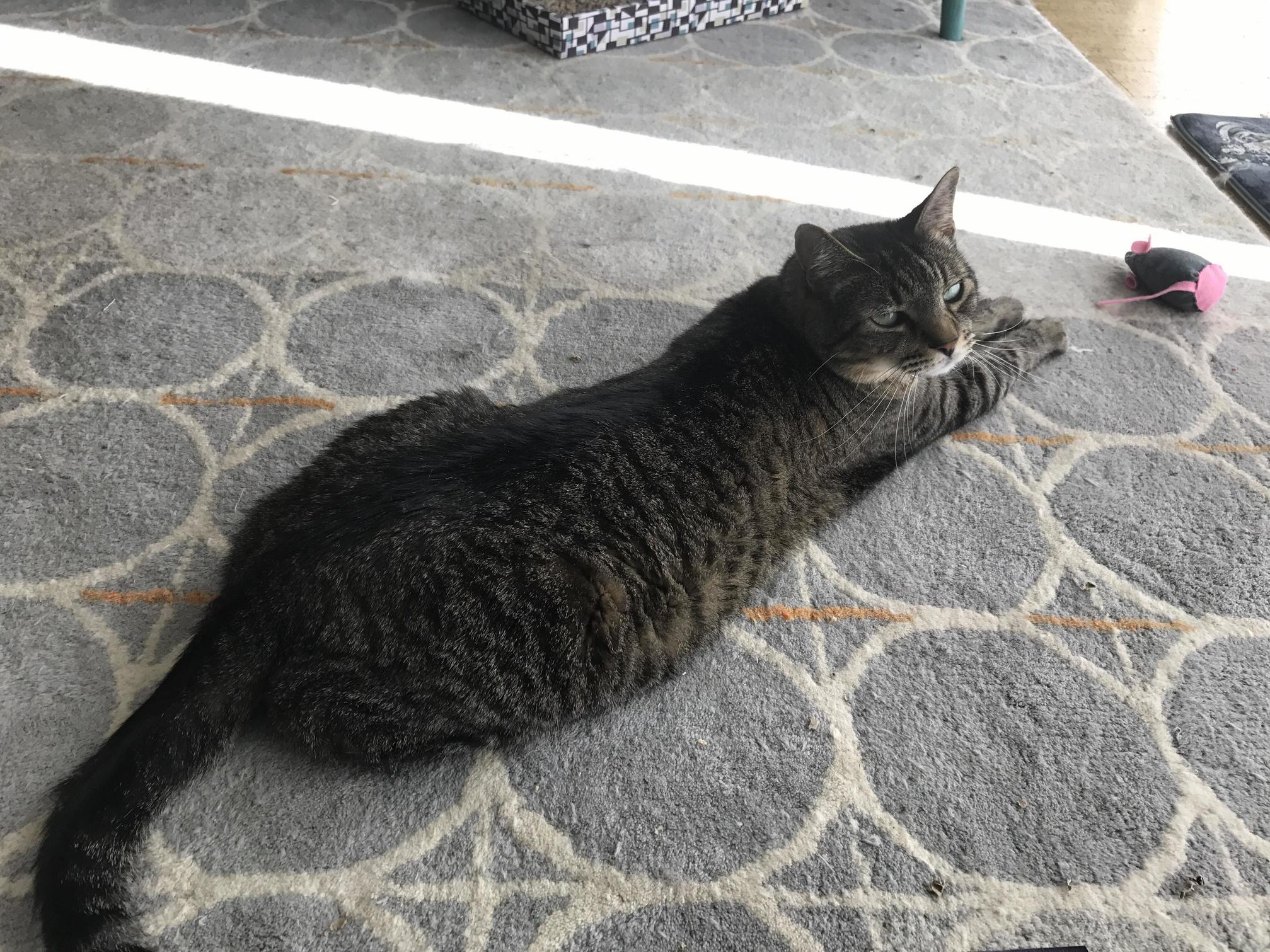 L O N G B O Y E