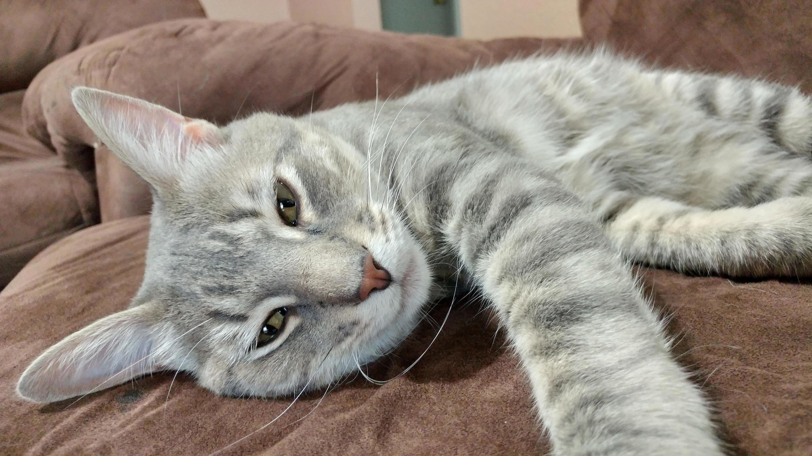 Lazy Tuesday