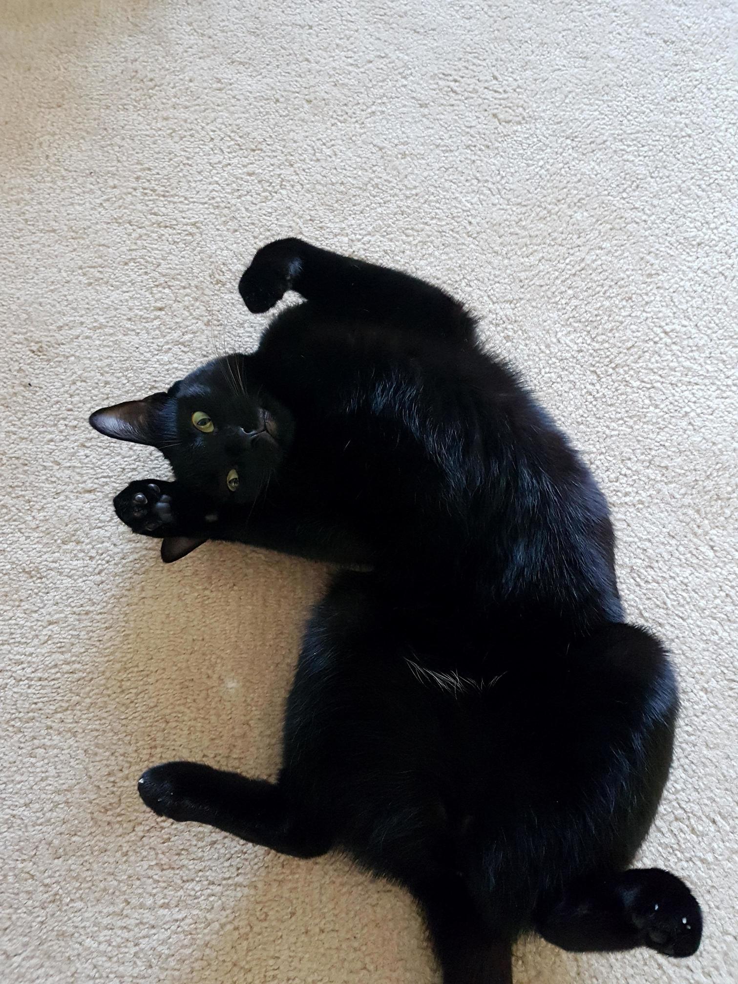 Leia Visiting My Son.
