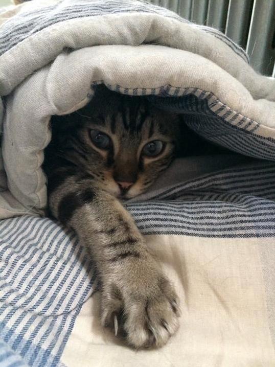 Leo Wants to Be a Cat Too
