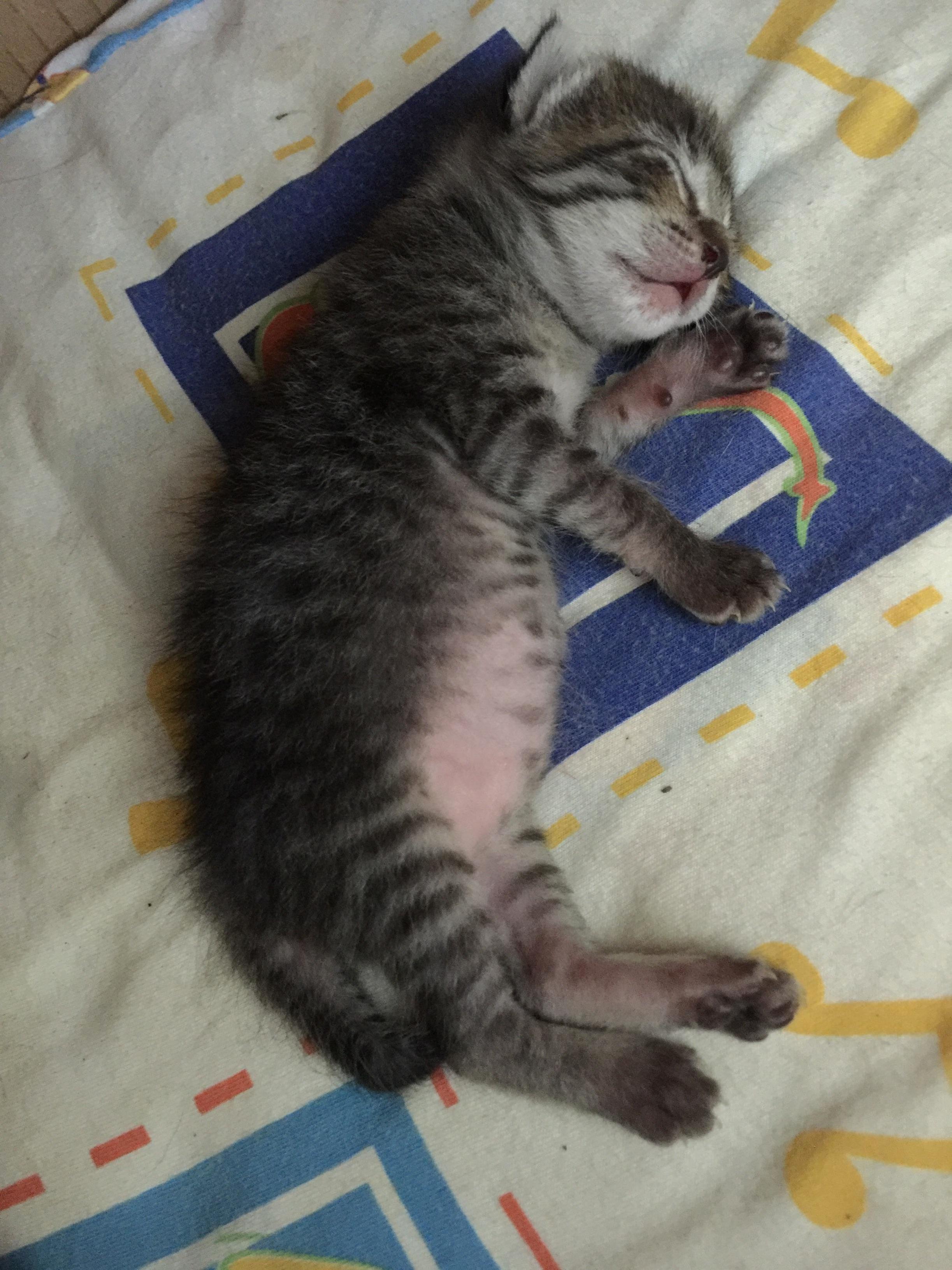Lil Baby Belly
