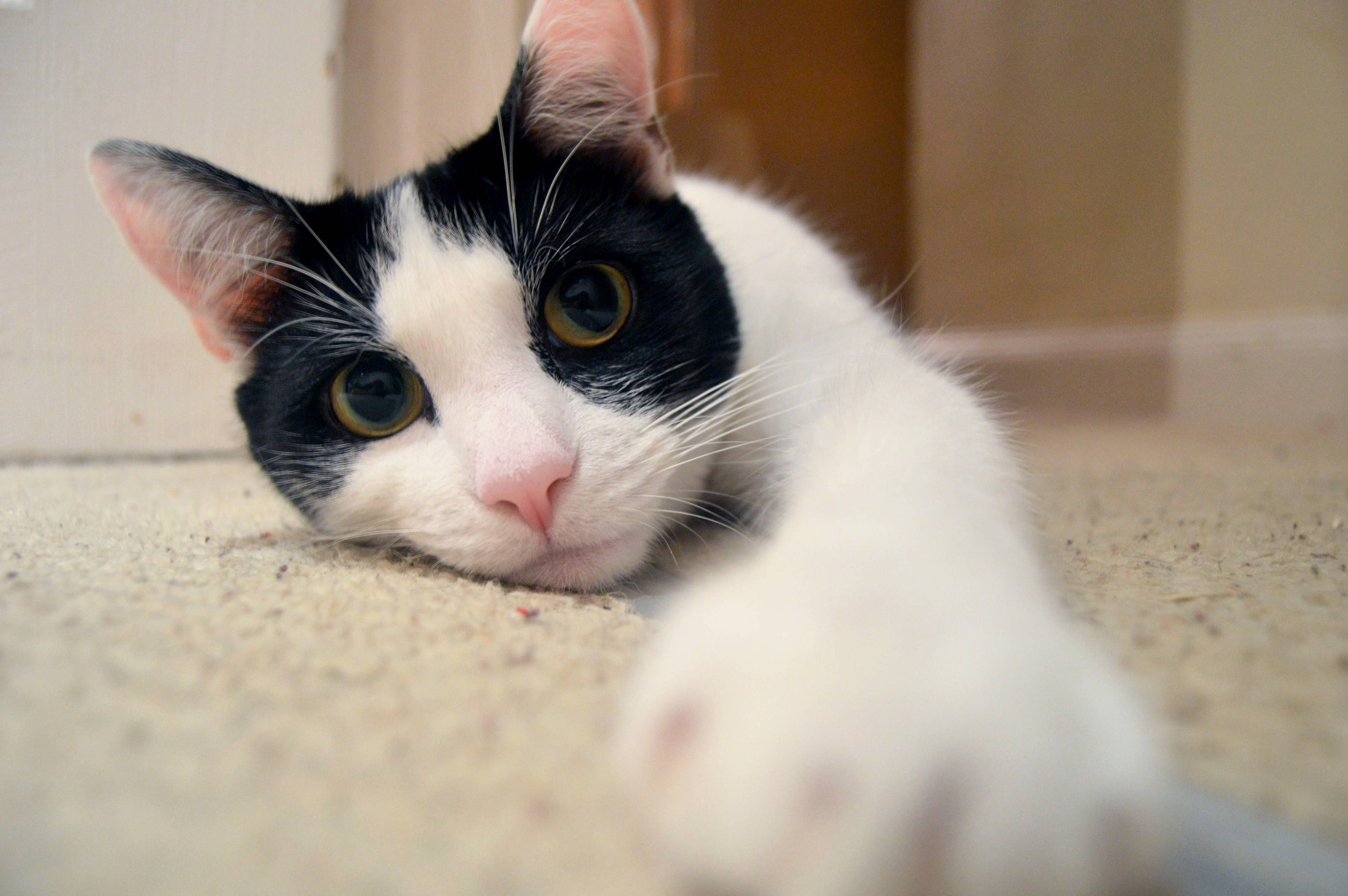 Lil Charlie Lying on the Floor
