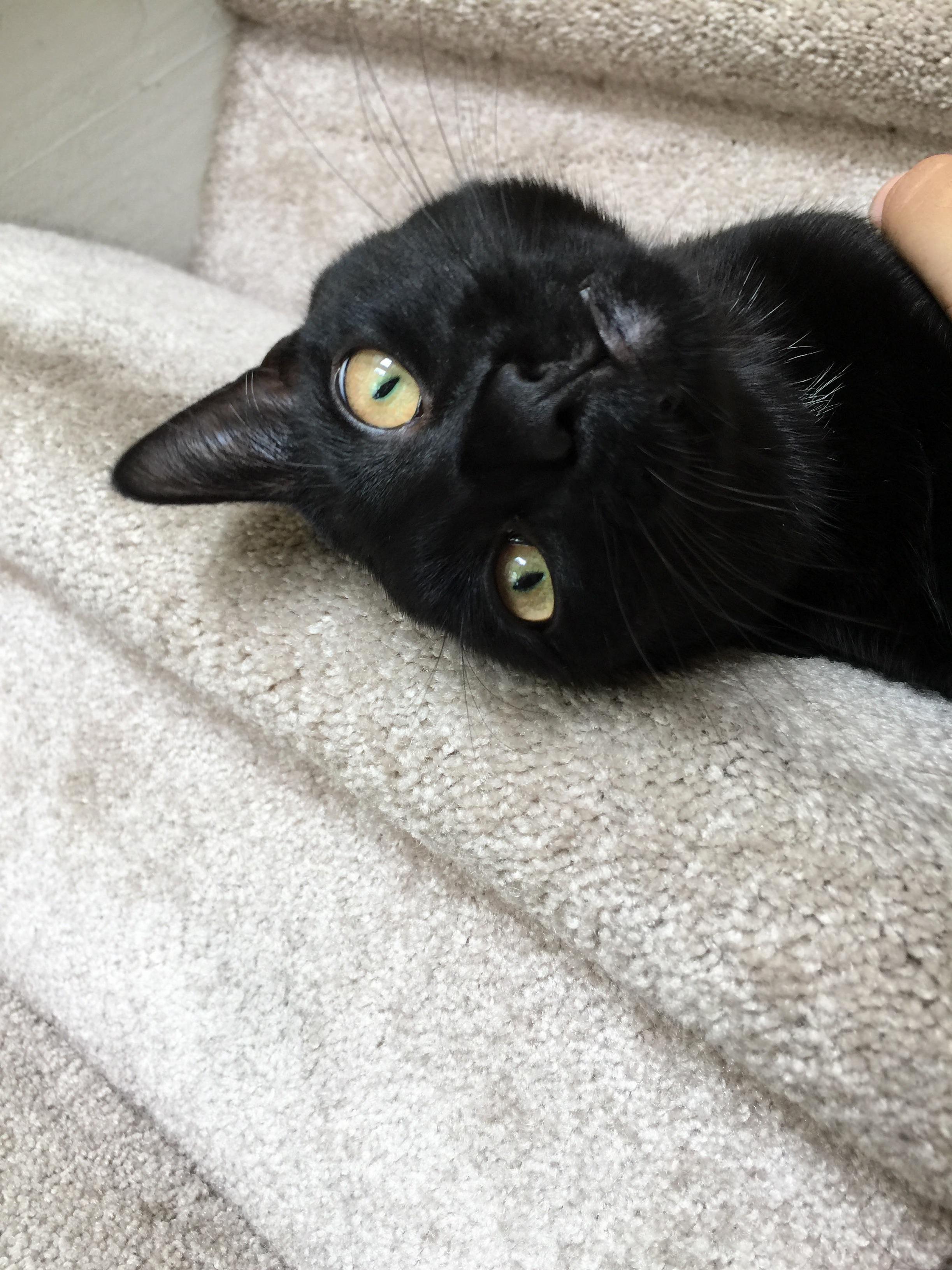 Lil Vampire Tooth