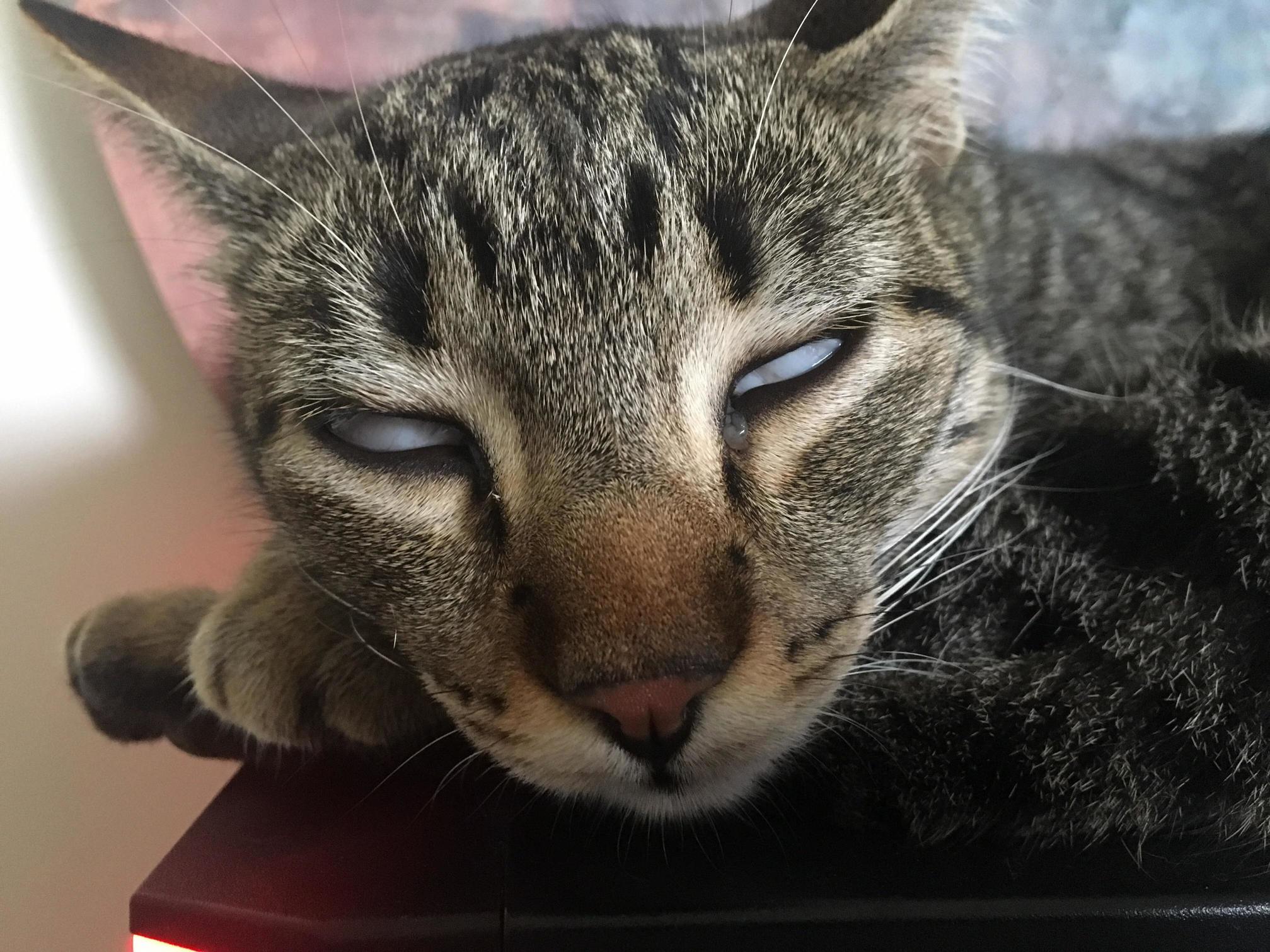 Lina Fell Asleep with Her Outer Eyelids Open.