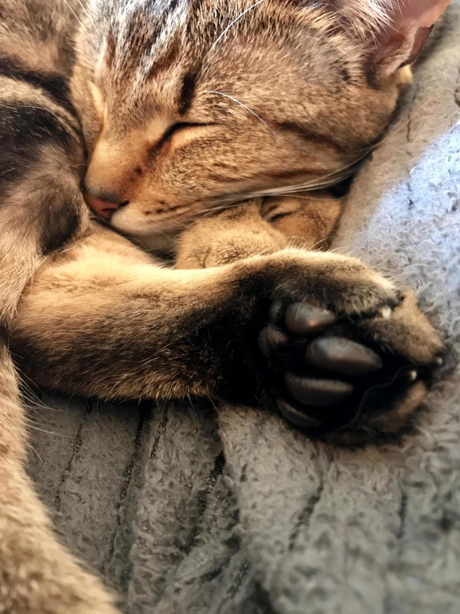 Little Black Toebeans