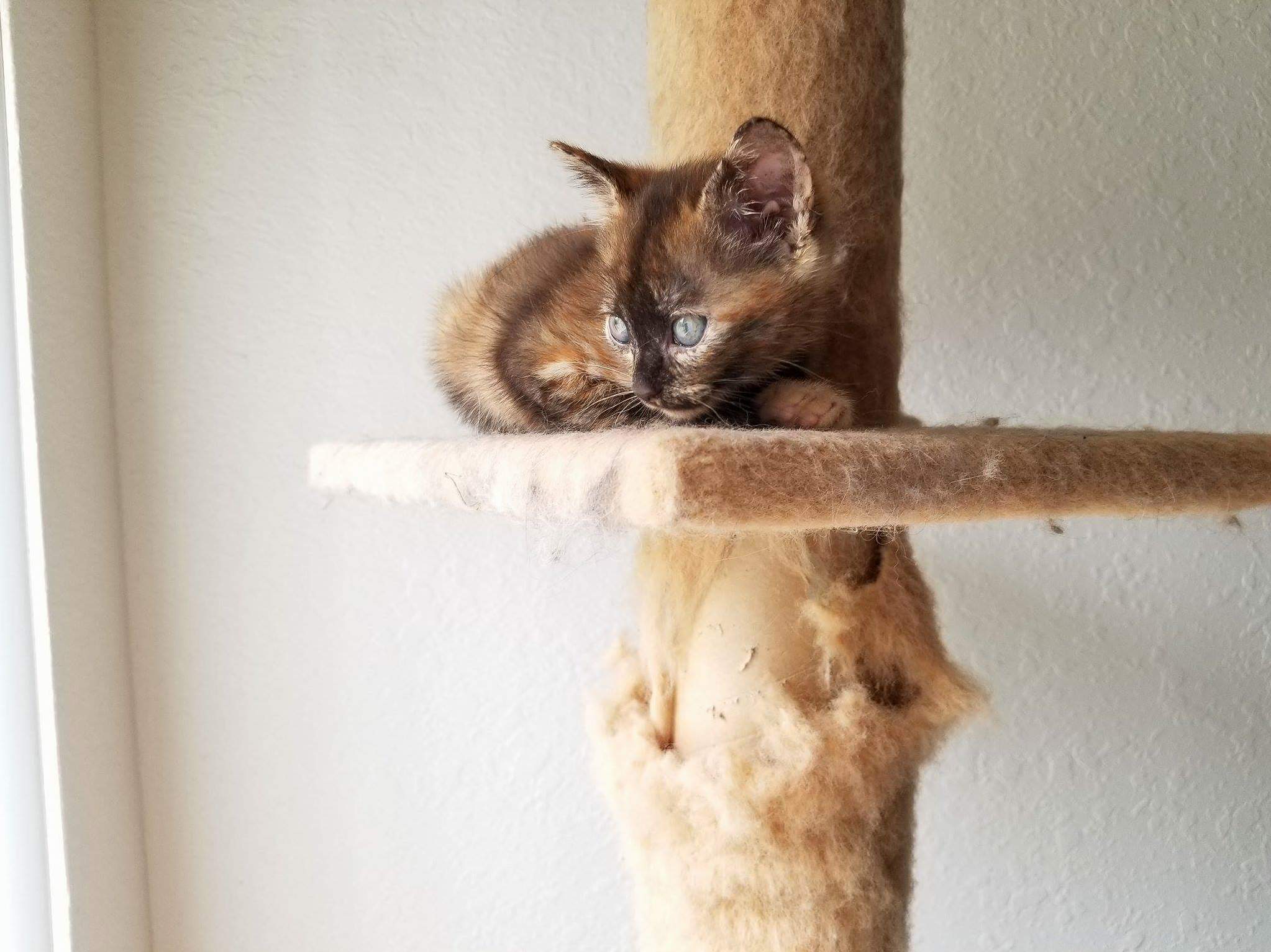 Little Reese Watching the Squirrels.