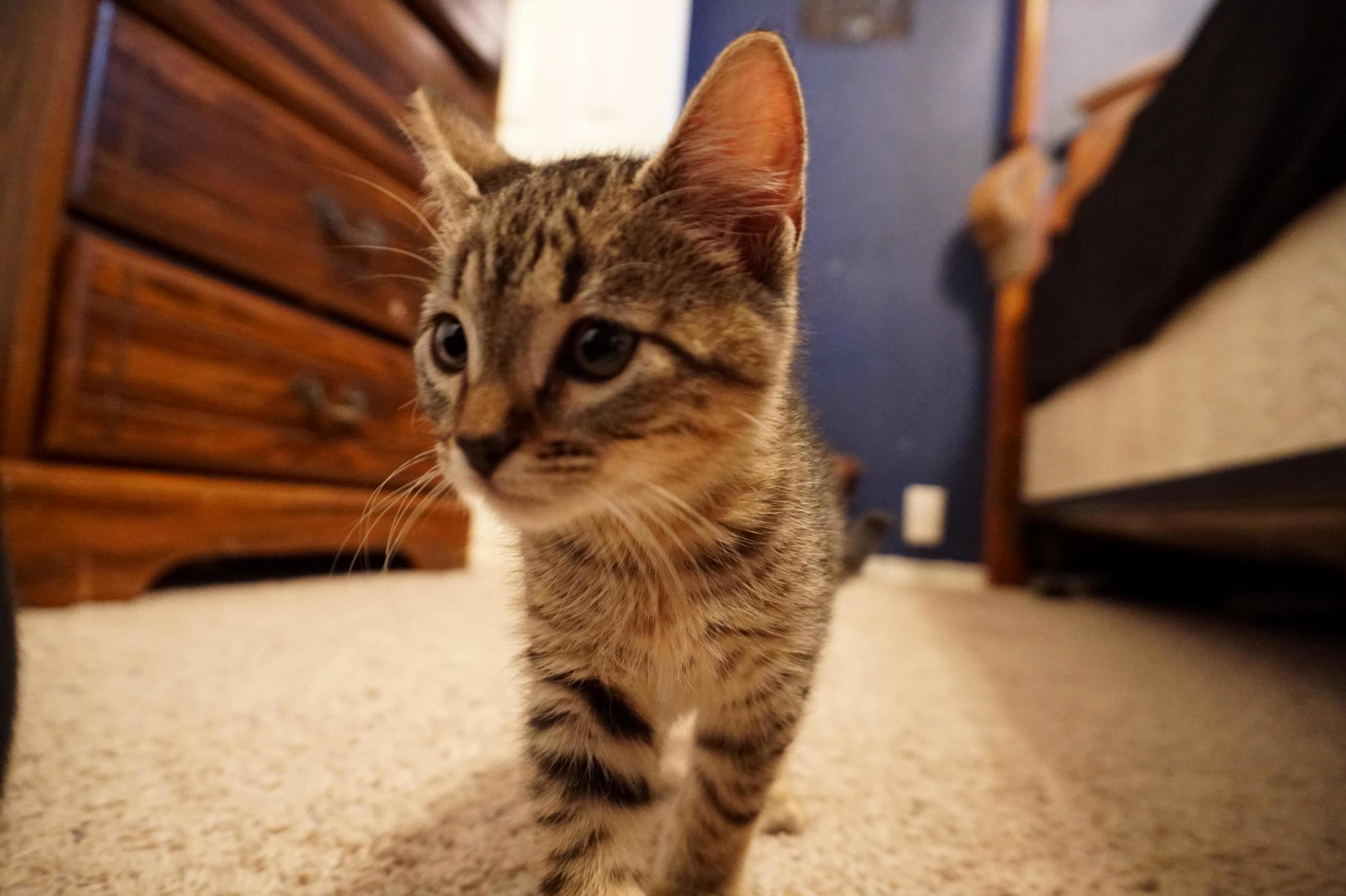 Little Tiger