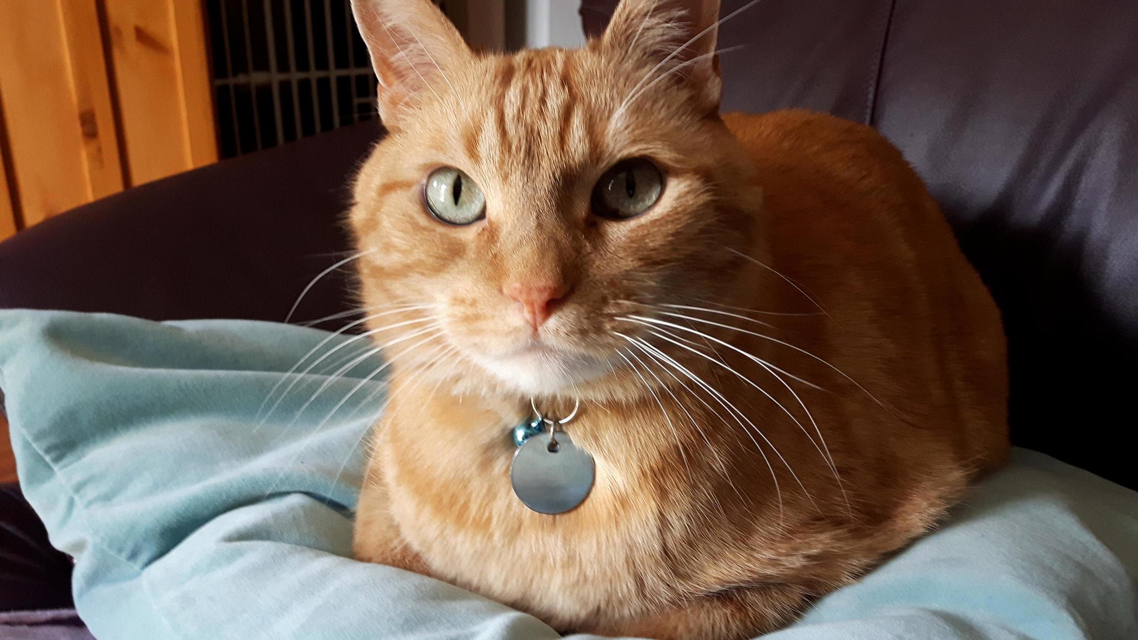 Loafcat Awaits His Pets