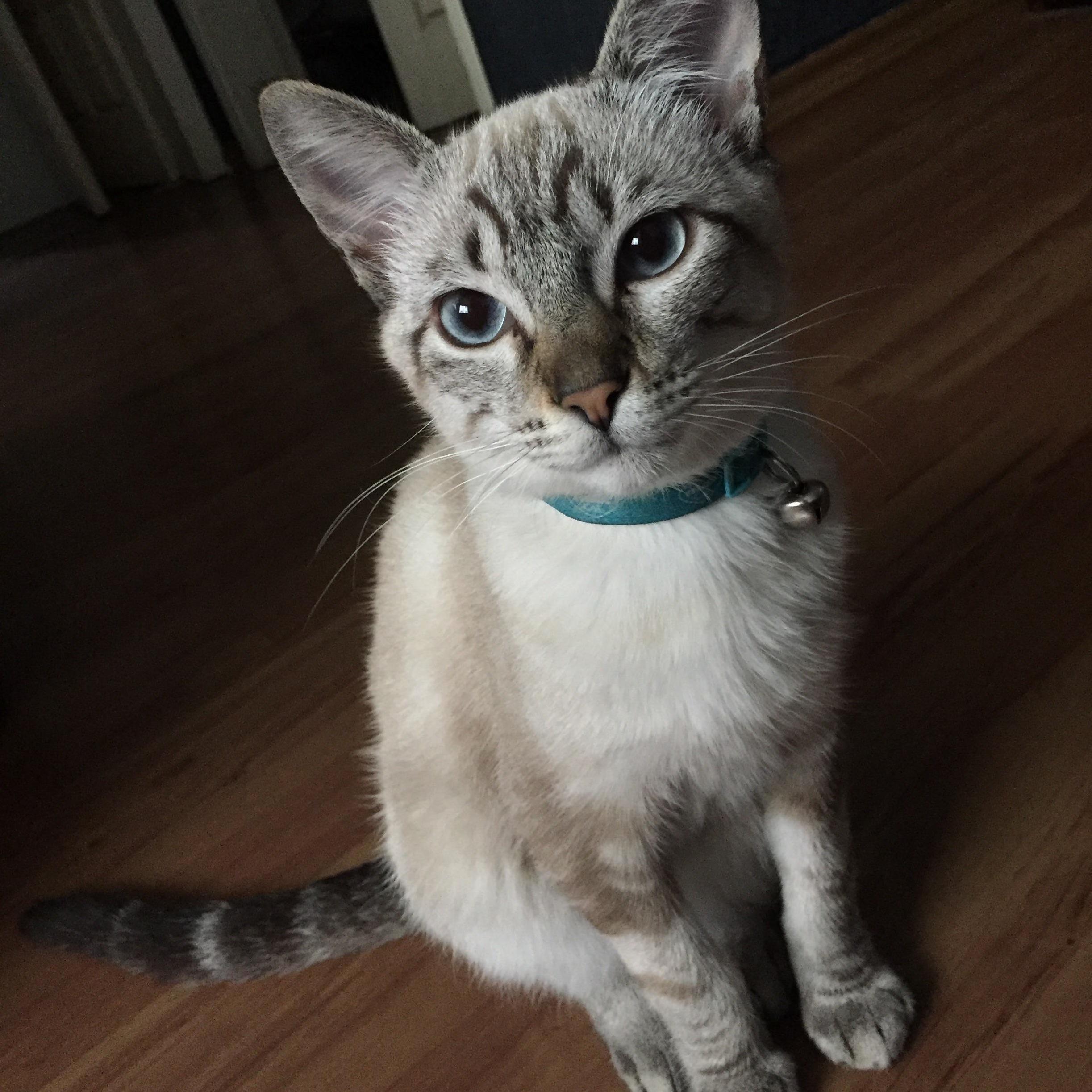 Look at This Photogenic Kitten I Met