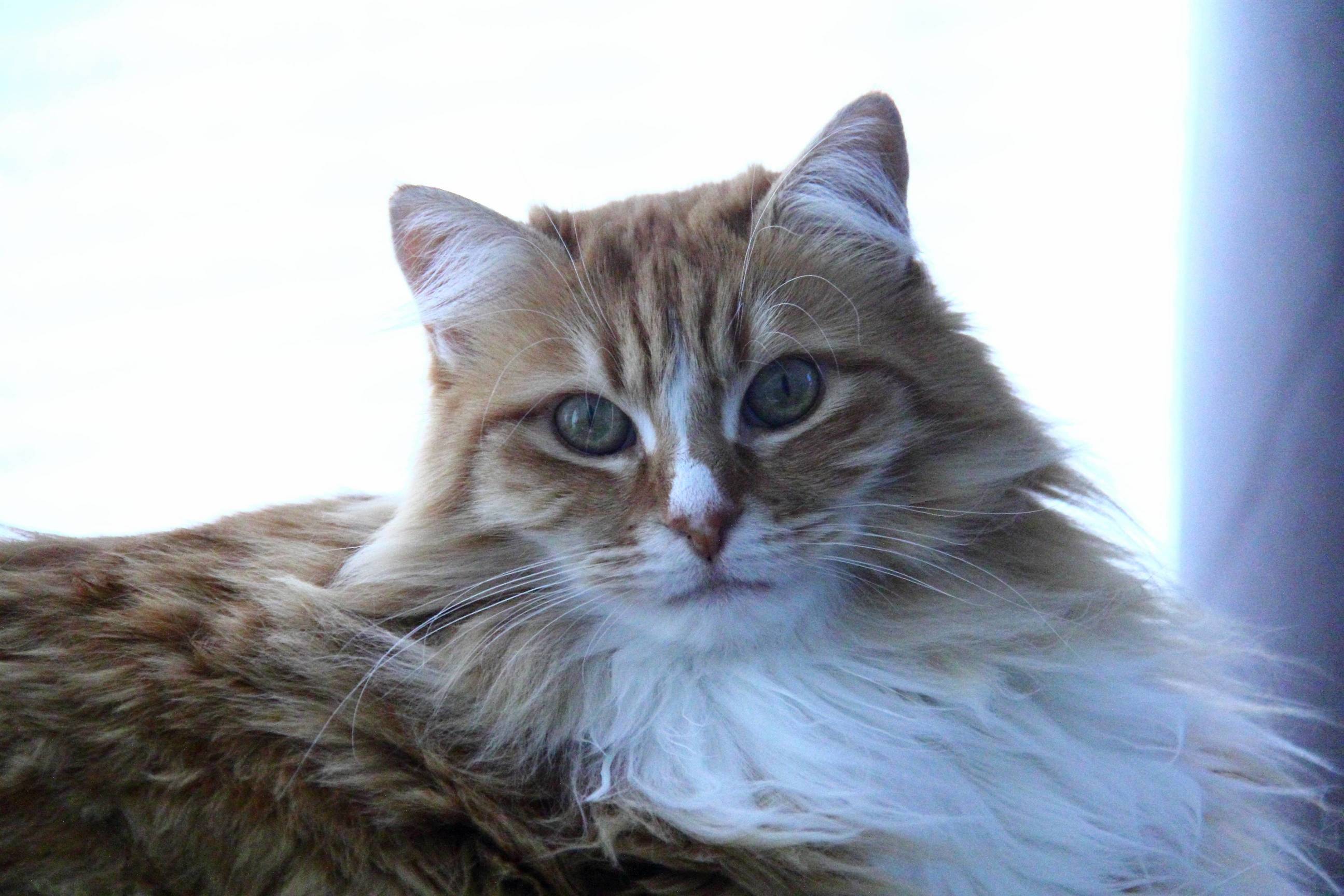 Look Into the Gaze of the Spirit Cat Actually My Dads Cat