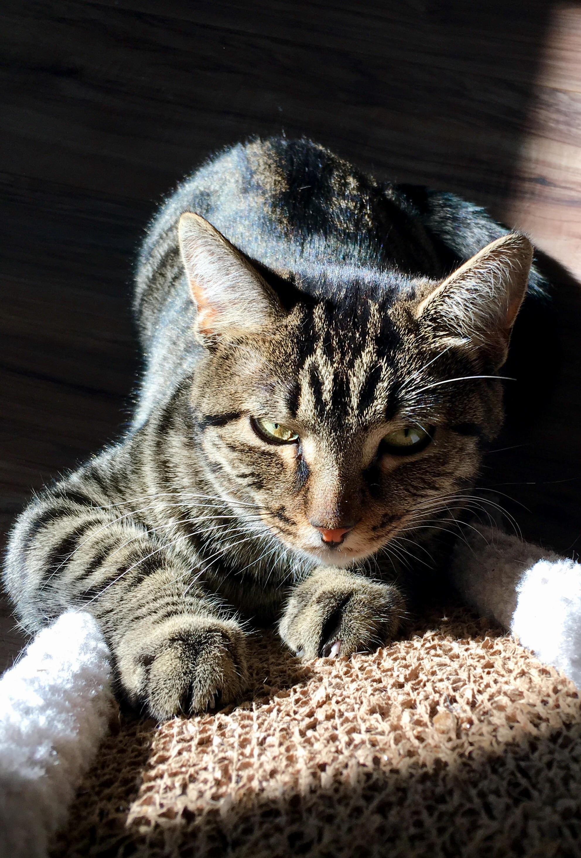 Looking Fierce