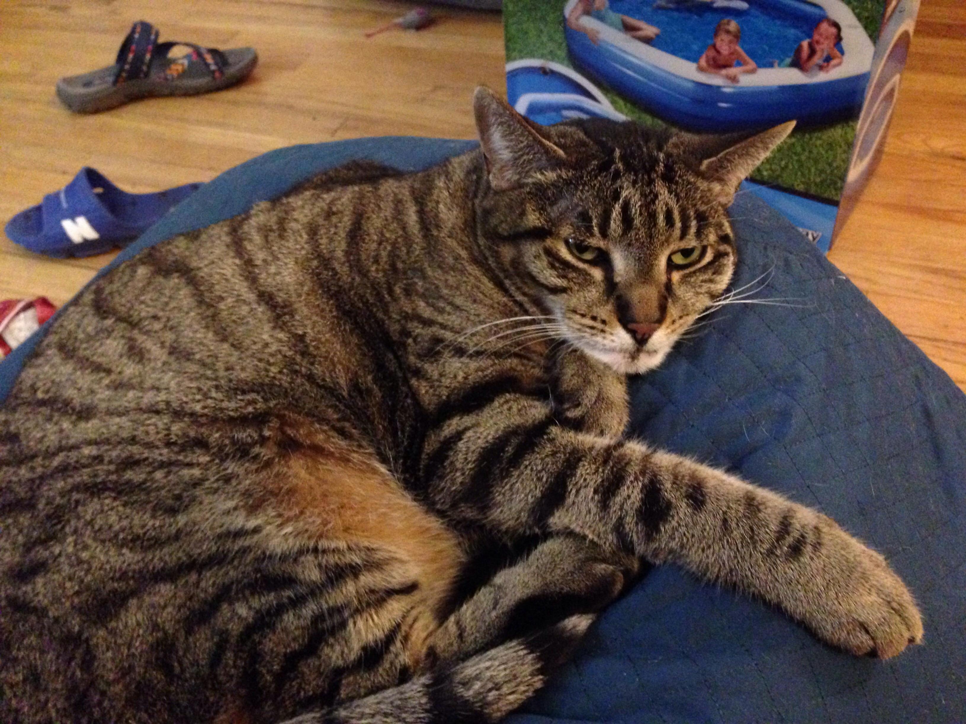 Lucy My Cat Doesnt Really Care About Anything.