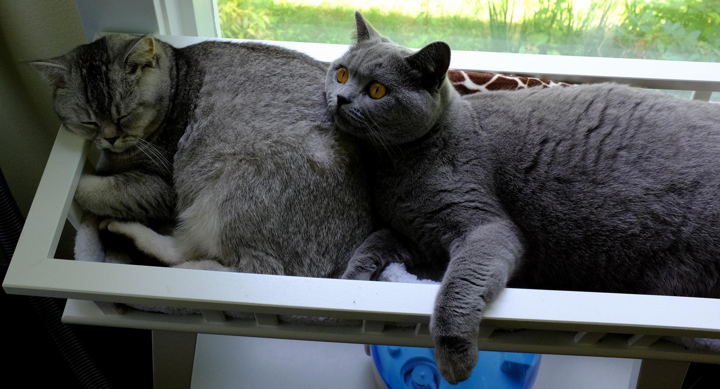 Luna and Stella