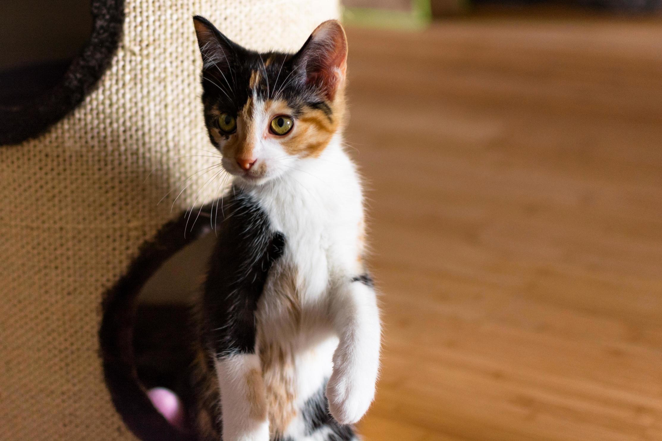 Luna Is a Very Curious Kitty.