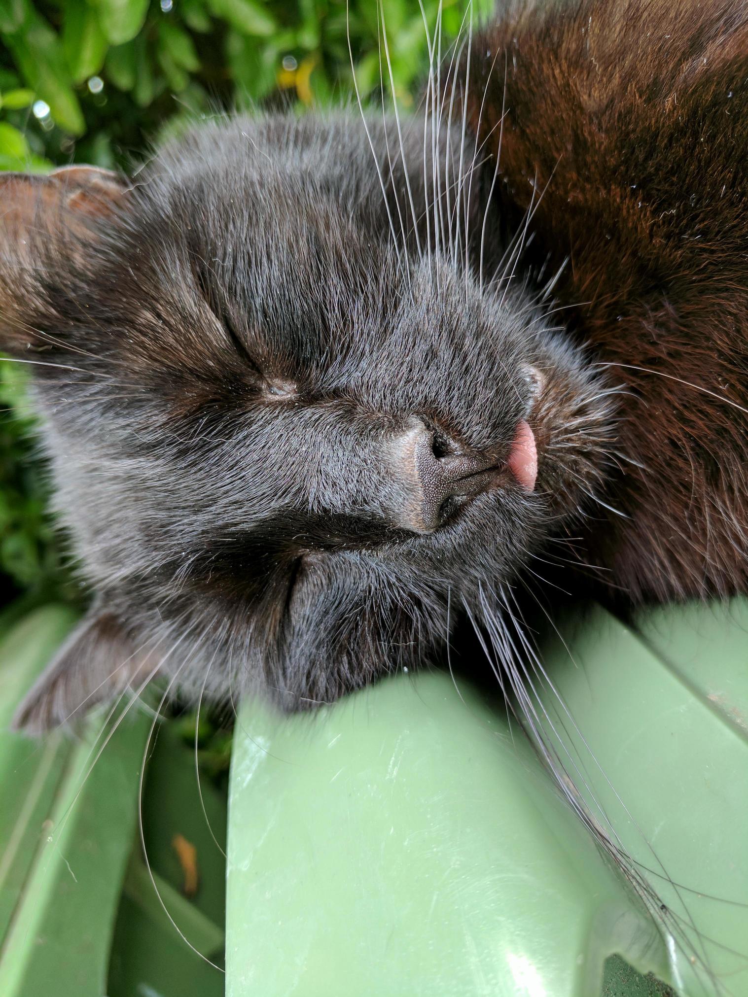 Luna Sometimes Sleeps with Her Tongue Out Slightly