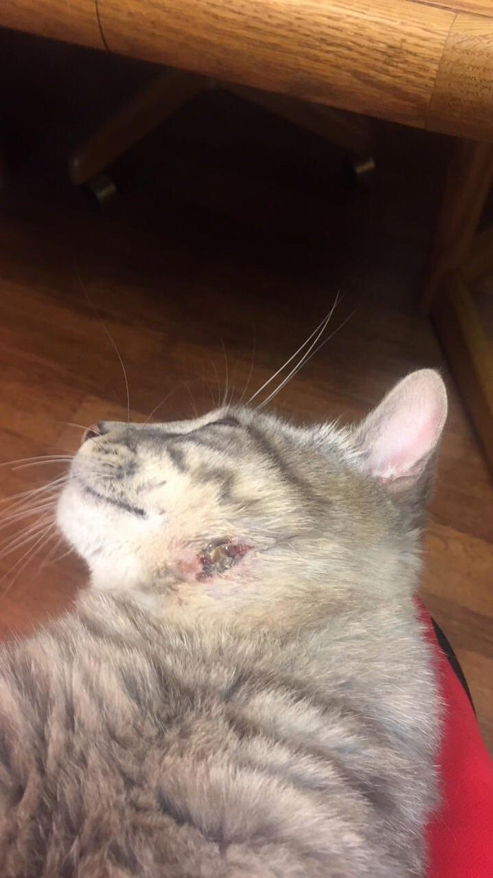 Mycatw~2