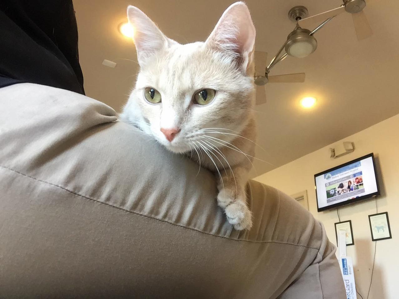 Made Friends with the Office Cat at the Vet