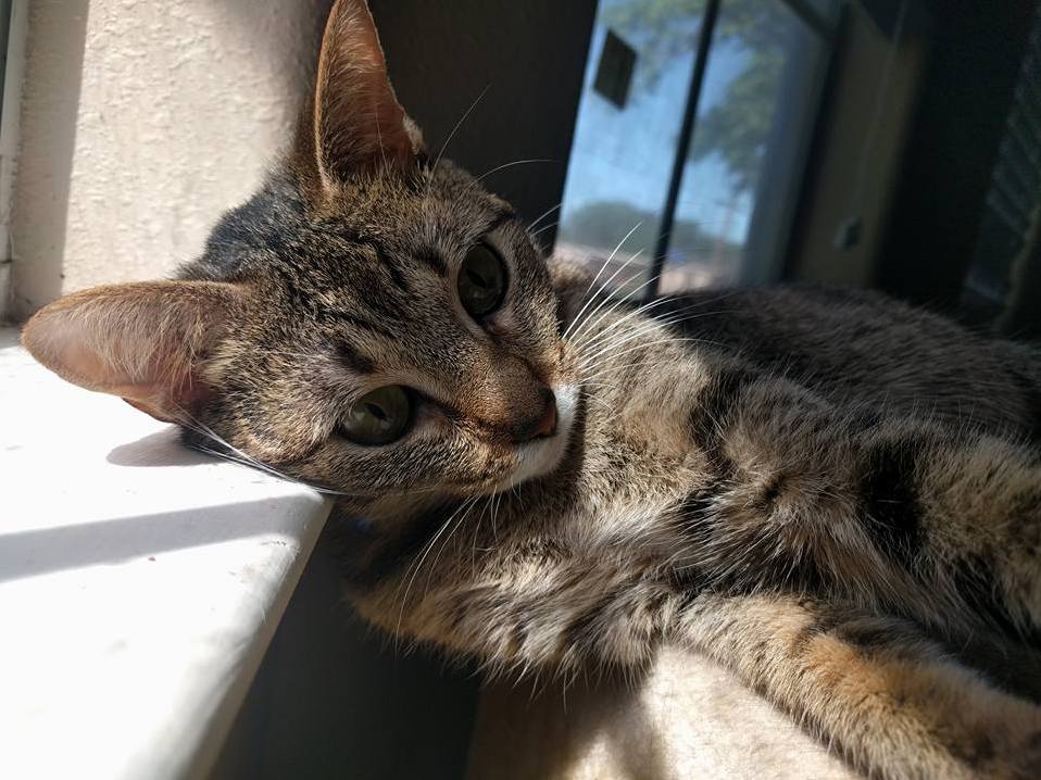 Madeline Maxine Mad Max Recovering from Her Spay Operation