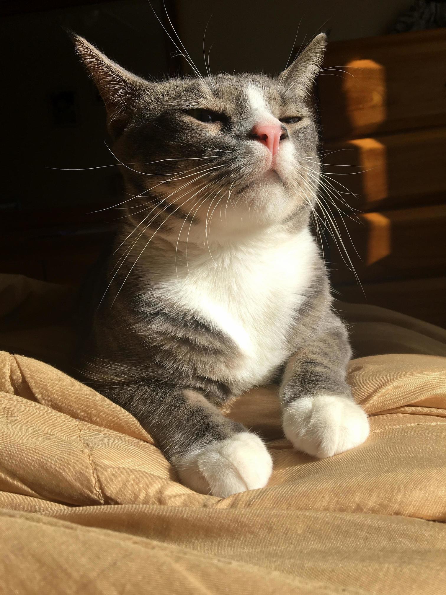Majestic Kitty
