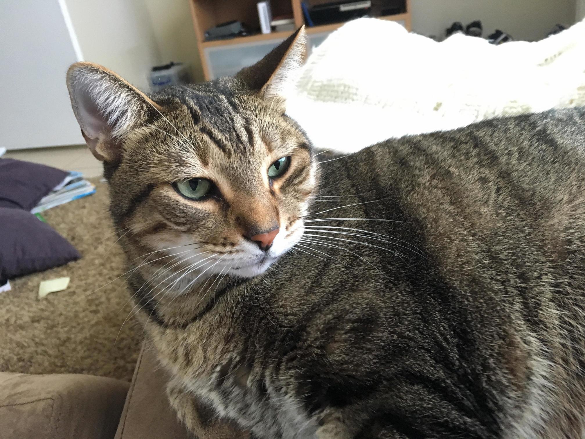 Mama Took My Lizard Away. Flynn Being a Little Pouty. He Caught a Lizard Flung It Against a Wall and Continued to Play. the Whole Sight Was Making Me Nauseous. Cats Gonna Cat But...