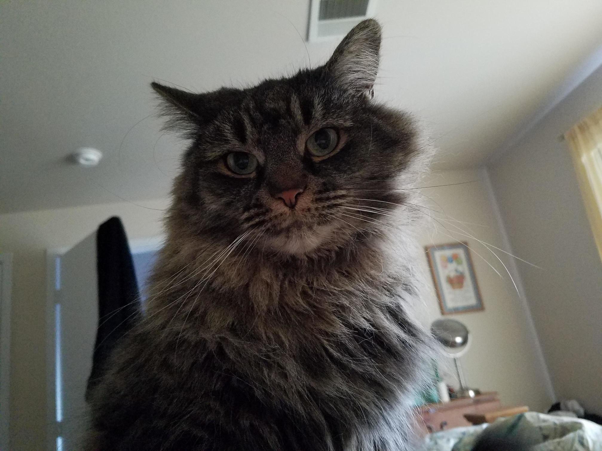Mama You Worked Late Last Night. Instead of Getting Up Early to Go Back Stay Home and Pet Me. Its Fine I Promise.