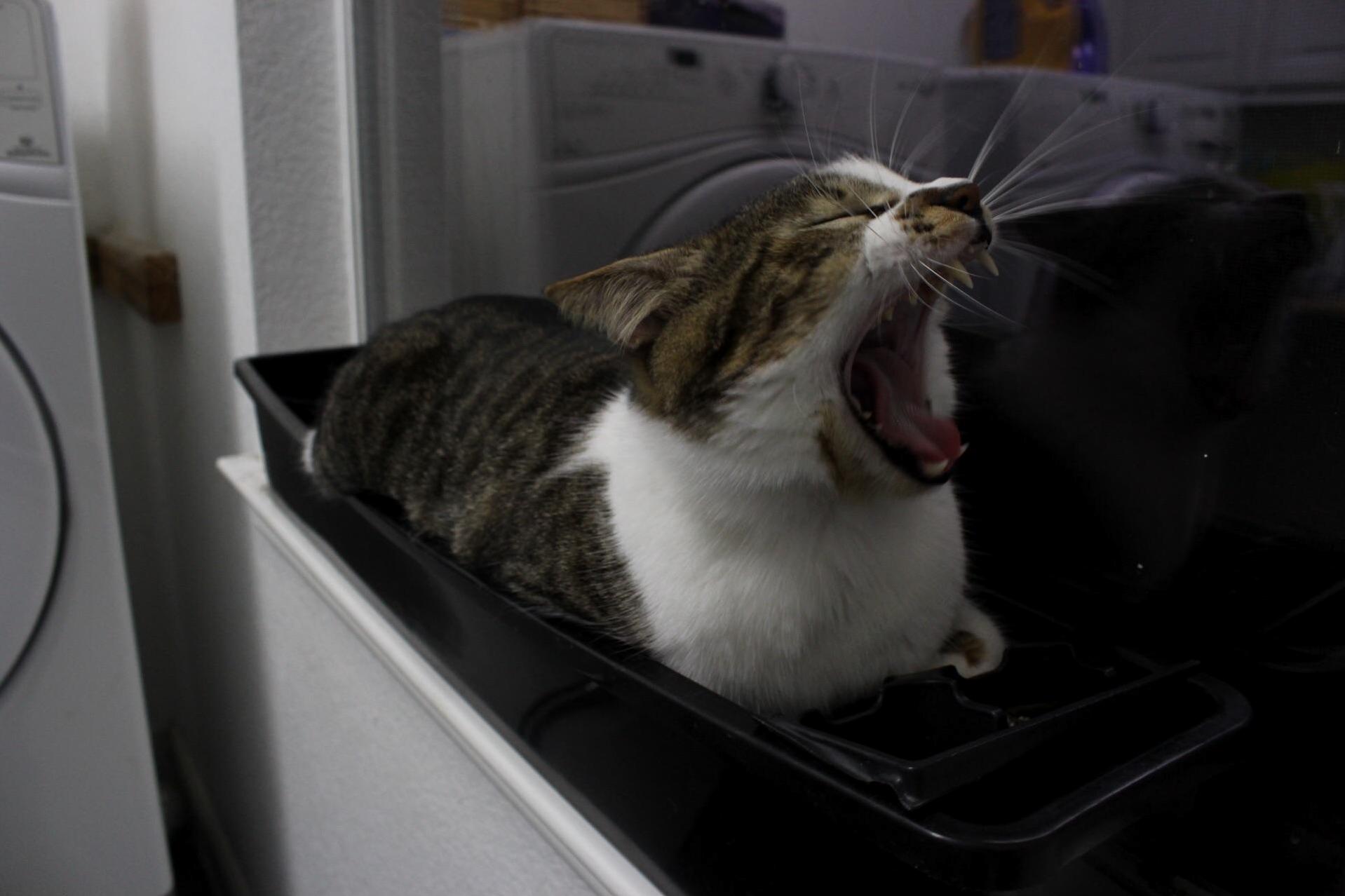 Man Eating Catloaf Scares Off Predators from His Favorite Plant. 1010 Would Not Cross