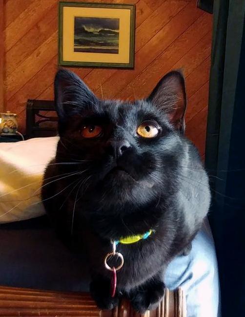 Marco the Cat Says Hello