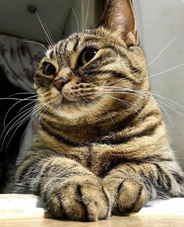 Maybe I Did Maybe I Didn T. Maybe the Turd Dragged Itself Into the Living Room You Ever Think About That Hmmmmmm