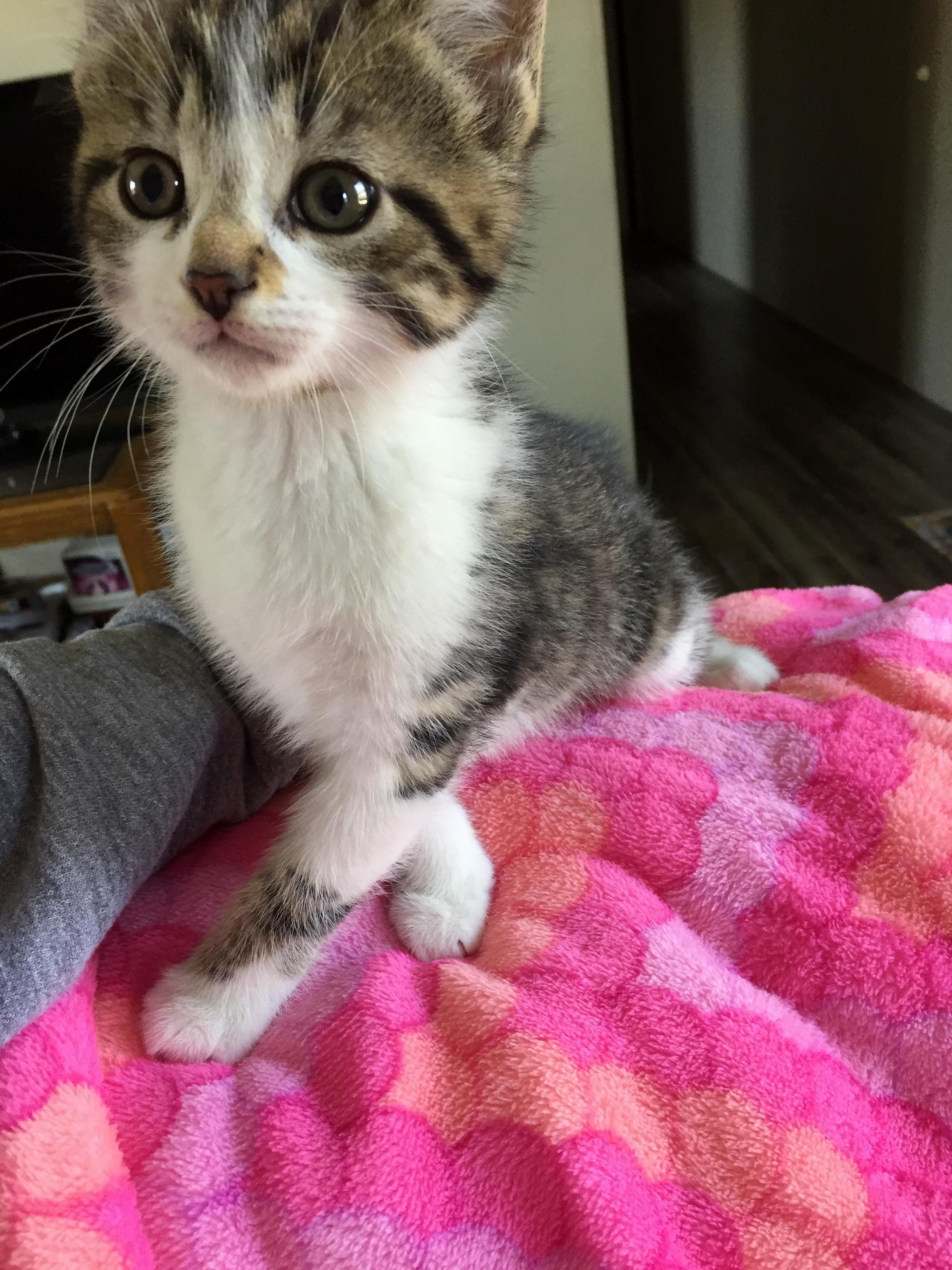 Meet 8 Week Old Blaze. the Newest Member of My Family