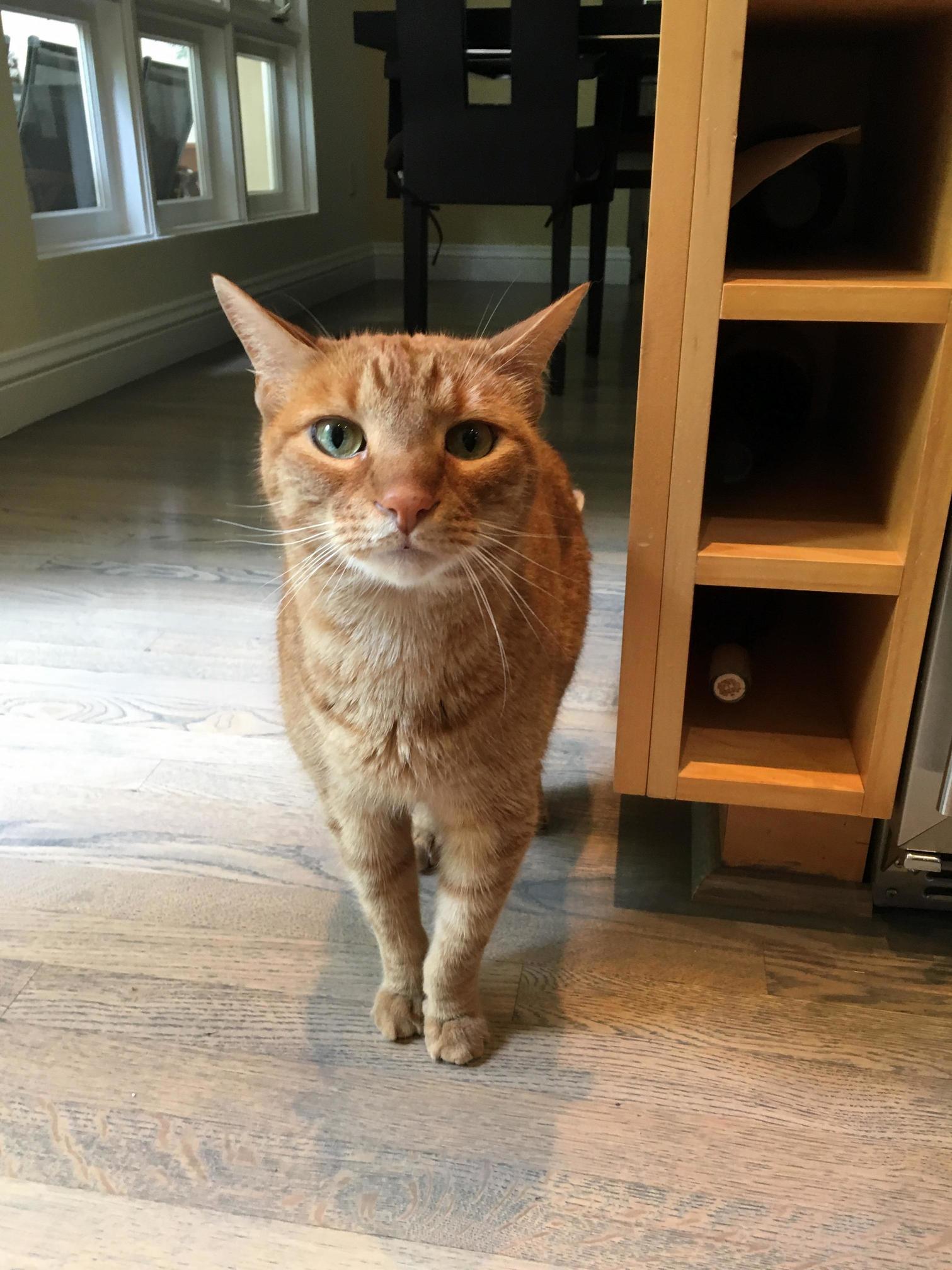 Meet 8 Year Old Julius