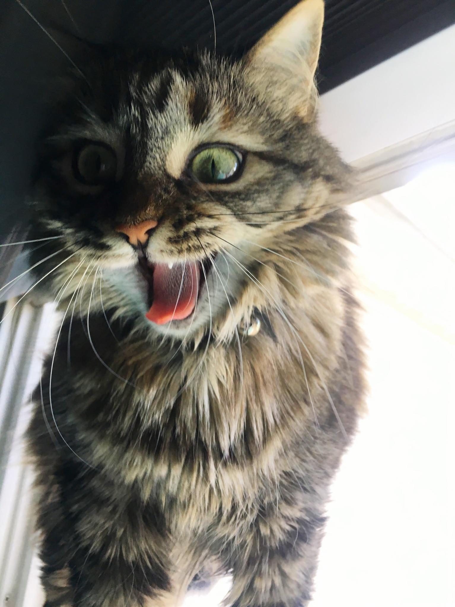 Meet Alaska. I Believe Shes Malfunctioning.