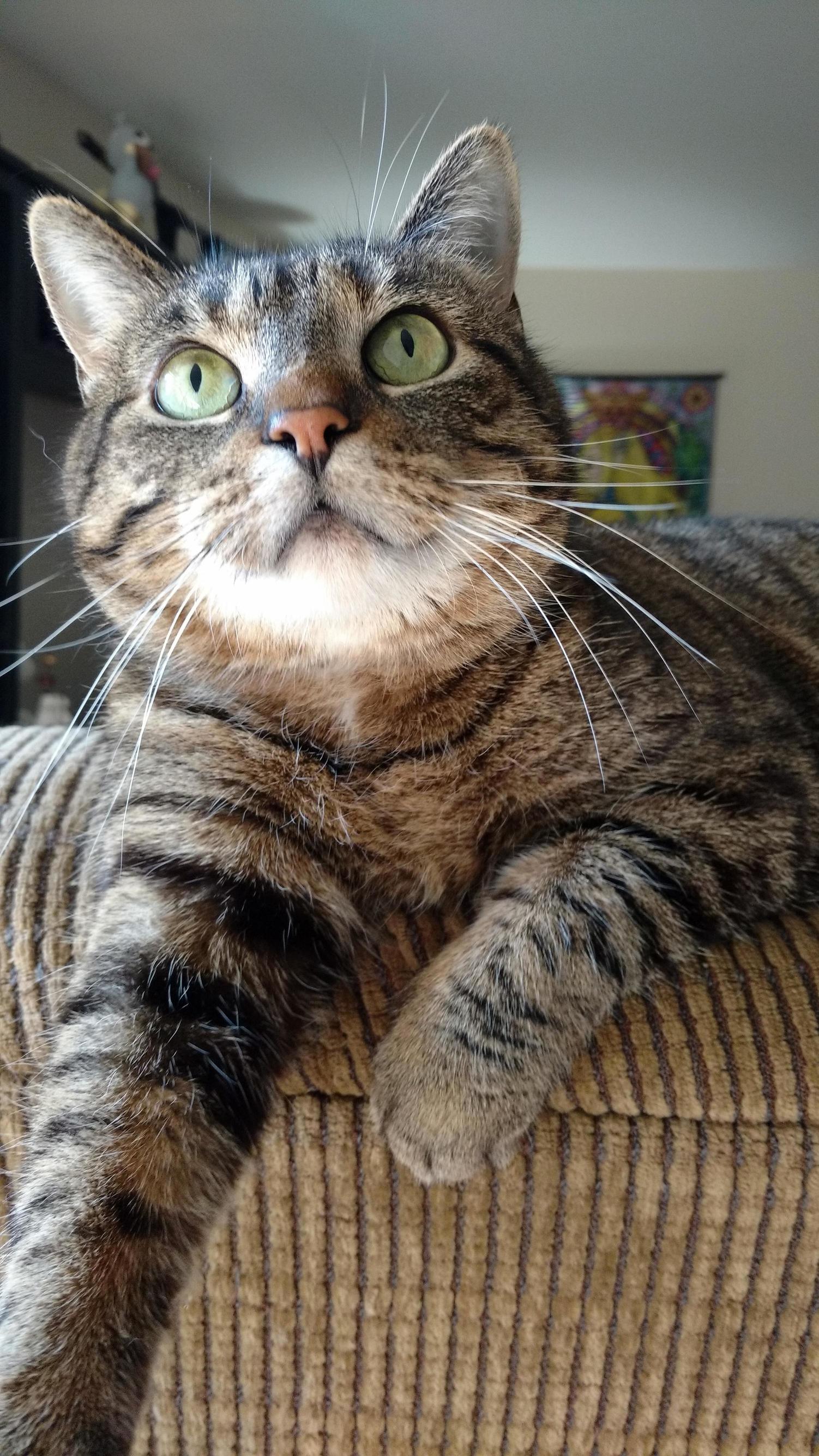 Meet Archchancellor Magoo Fuzzbutt
