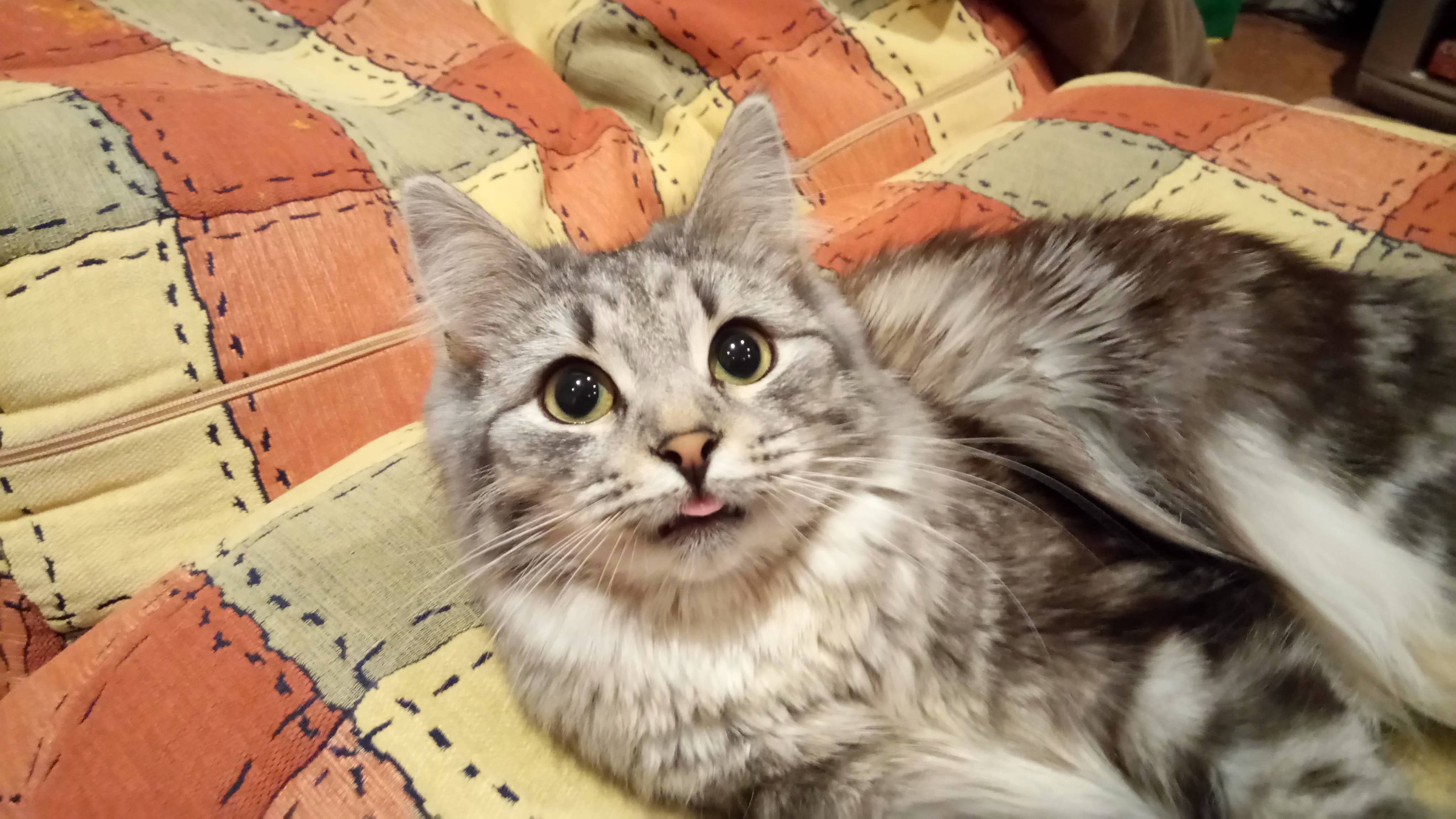 Meet Cake the Cat. She Was About 1 Month Old When We Took Her from the Street. Now Shes About 7 Months Old Healthy Kitten.