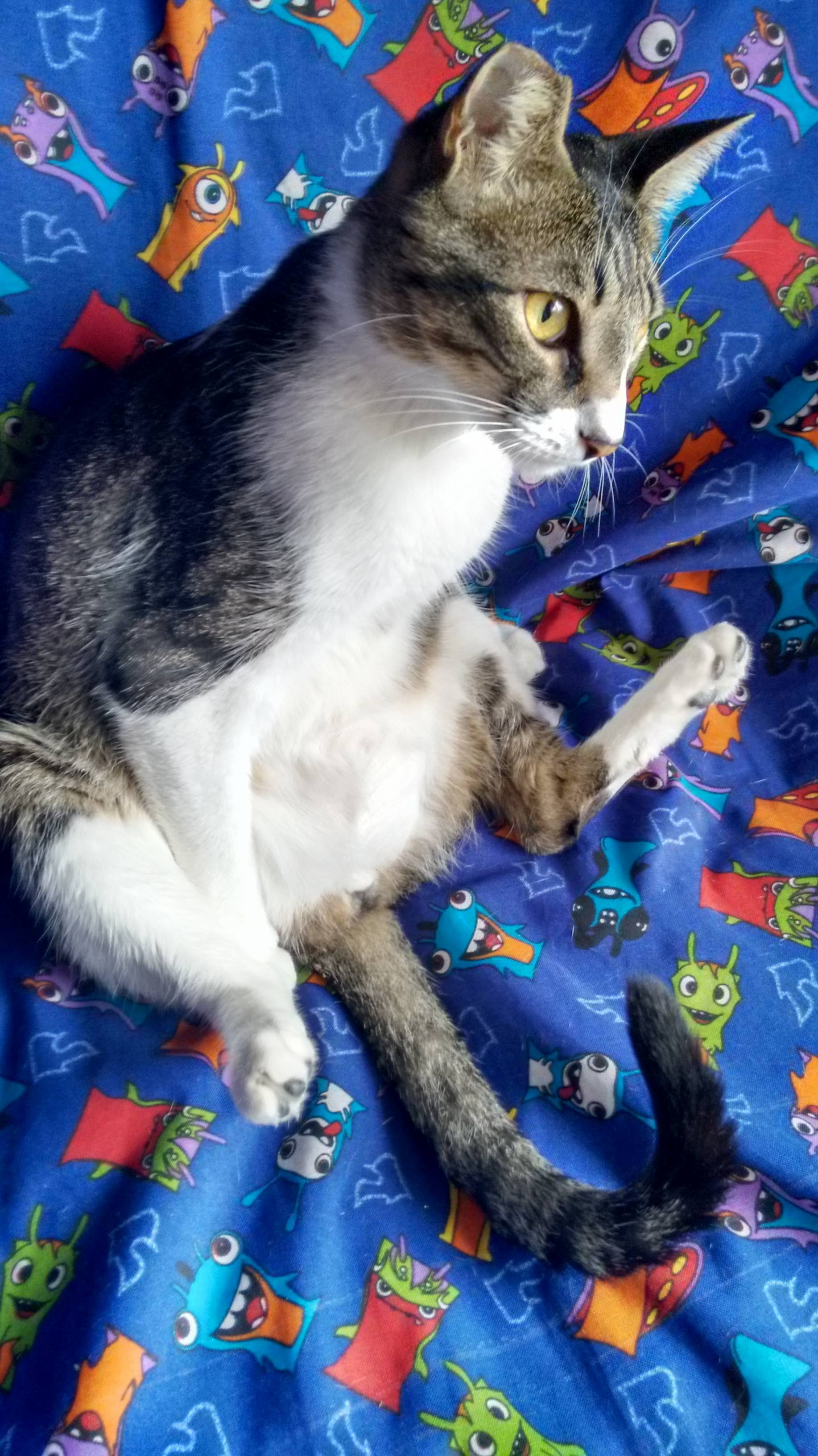 Meet Coby. His Ear Was Burned When He Was Going to Be Sacrified and We Addopted Him.