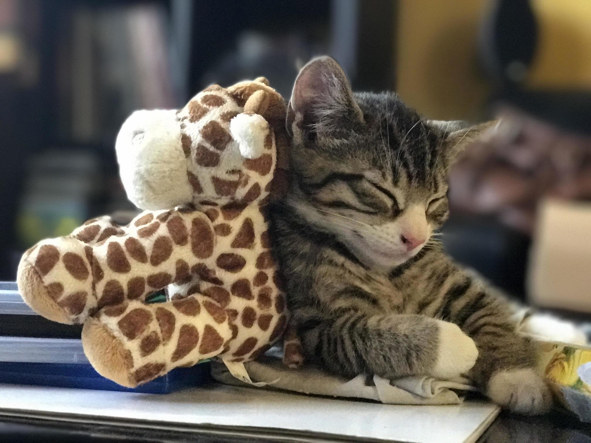 Meet Cooper 9 Weeks Old My First Kitten and Already We Have Bonded So Well