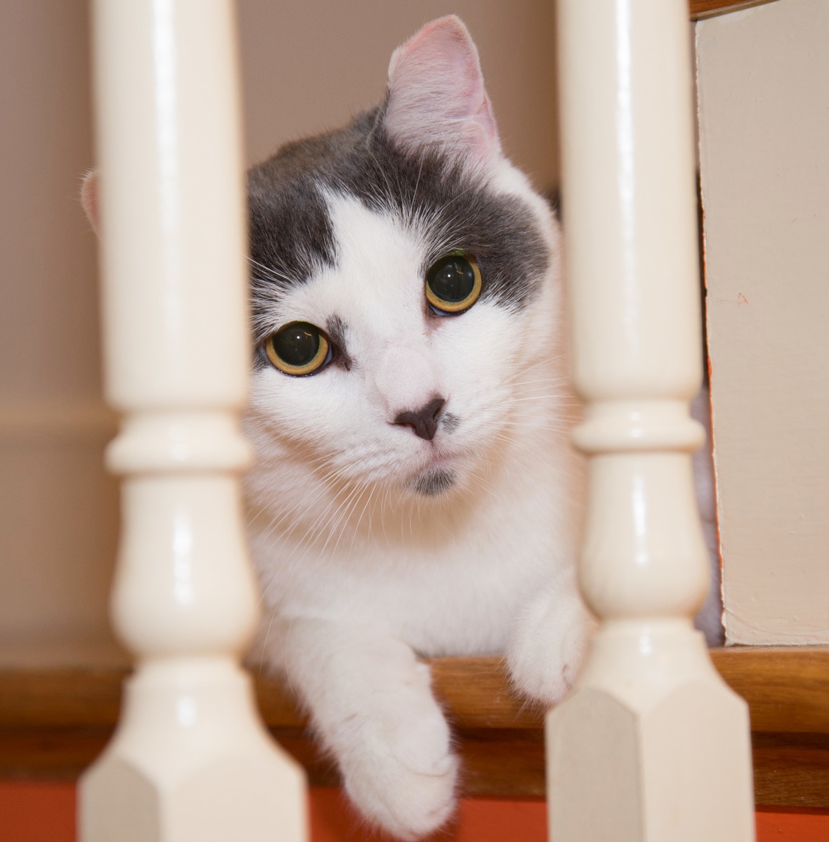 Meet Danger Cat He Was Caged for a Long Time Until We Rescued Him. Now He Randomly Attacks Our Ankles - Hence the Name Danger Cat