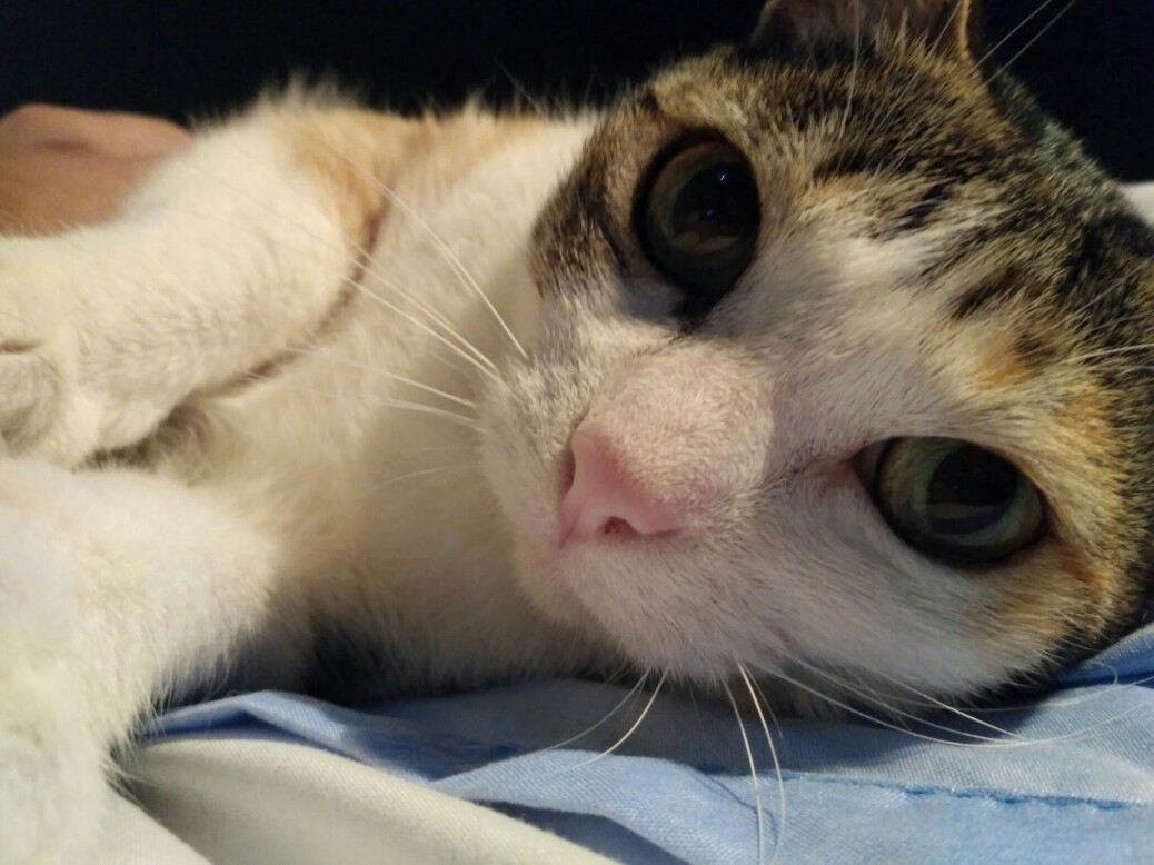 Meet Delilah