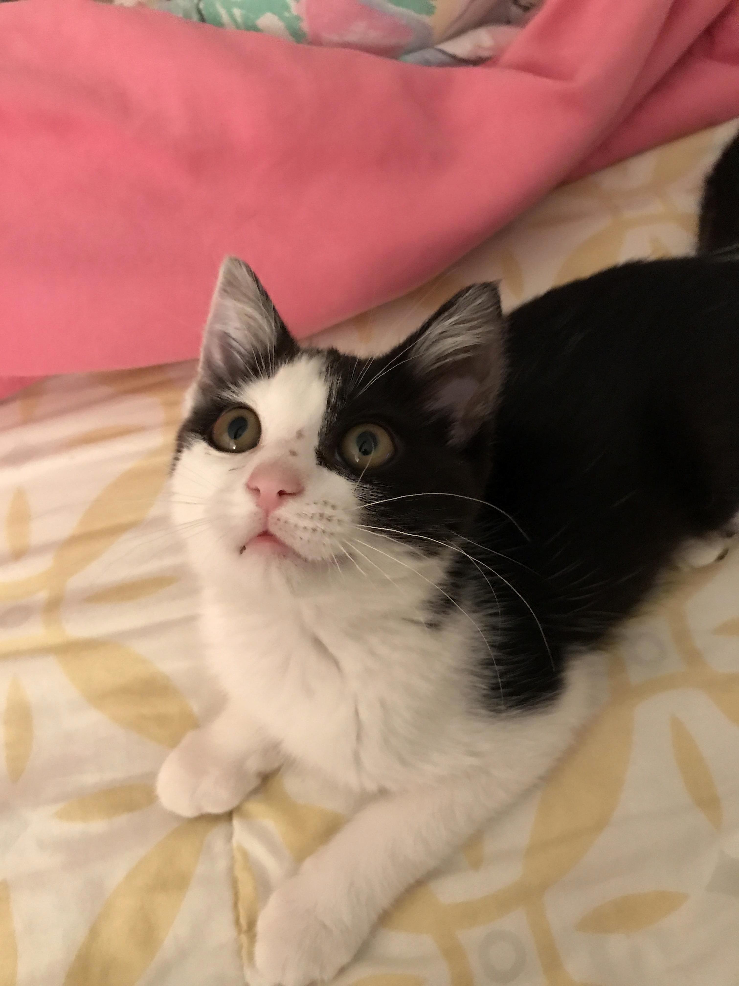 Meet Dot