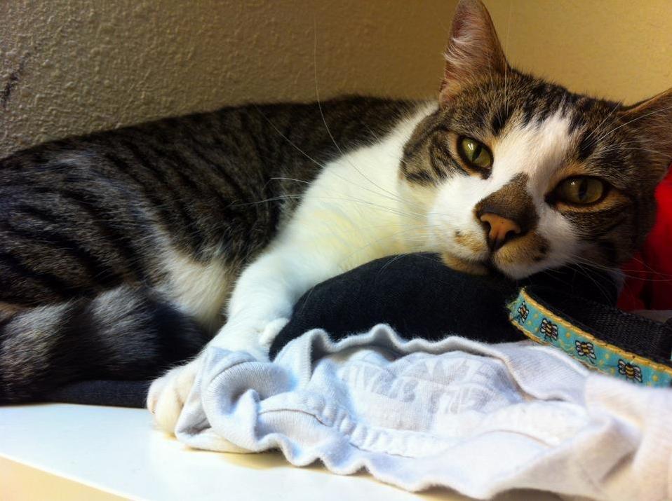 Meet Edward He Was My Soul Cat and 1.5 Years Later Theres Still Not a Single Day That Goes by Without Him in My Thoughts.